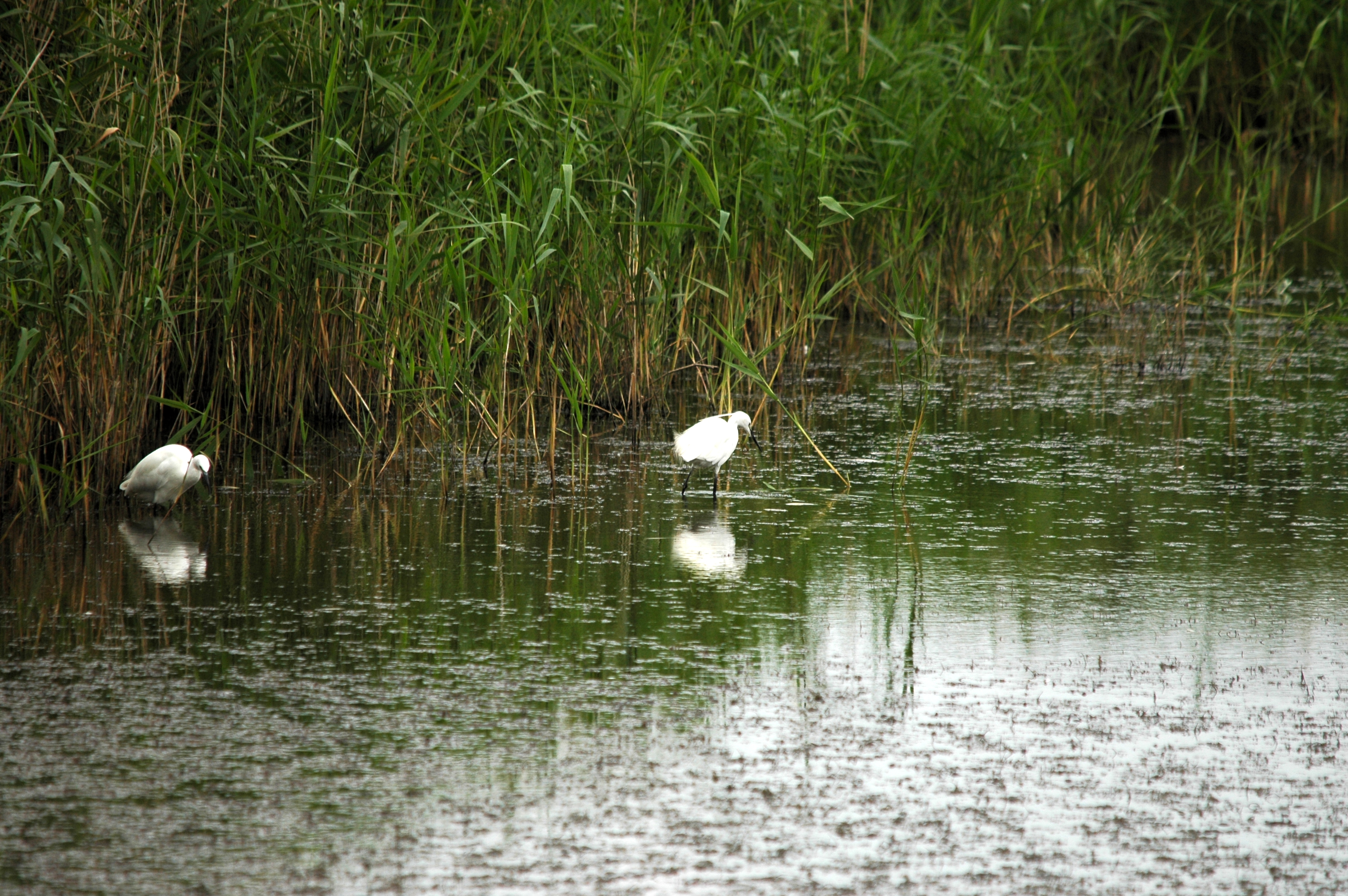 photos/wildlife/Bird_Species/021-Herons/0320-Little_Egret/DSC_6331.JPG