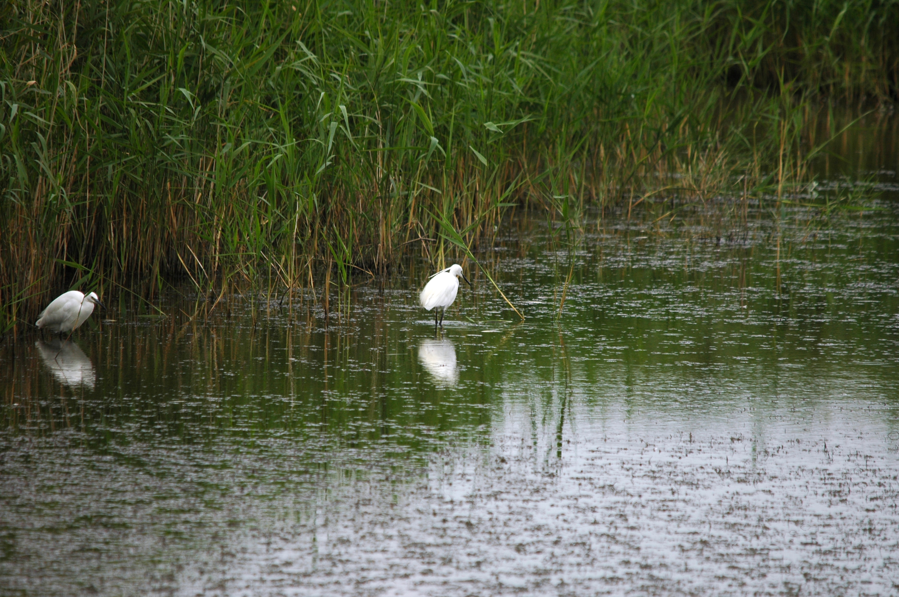 photos/wildlife/Bird_Species/021-Herons/0320-Little_Egret/DSC_6332.JPG