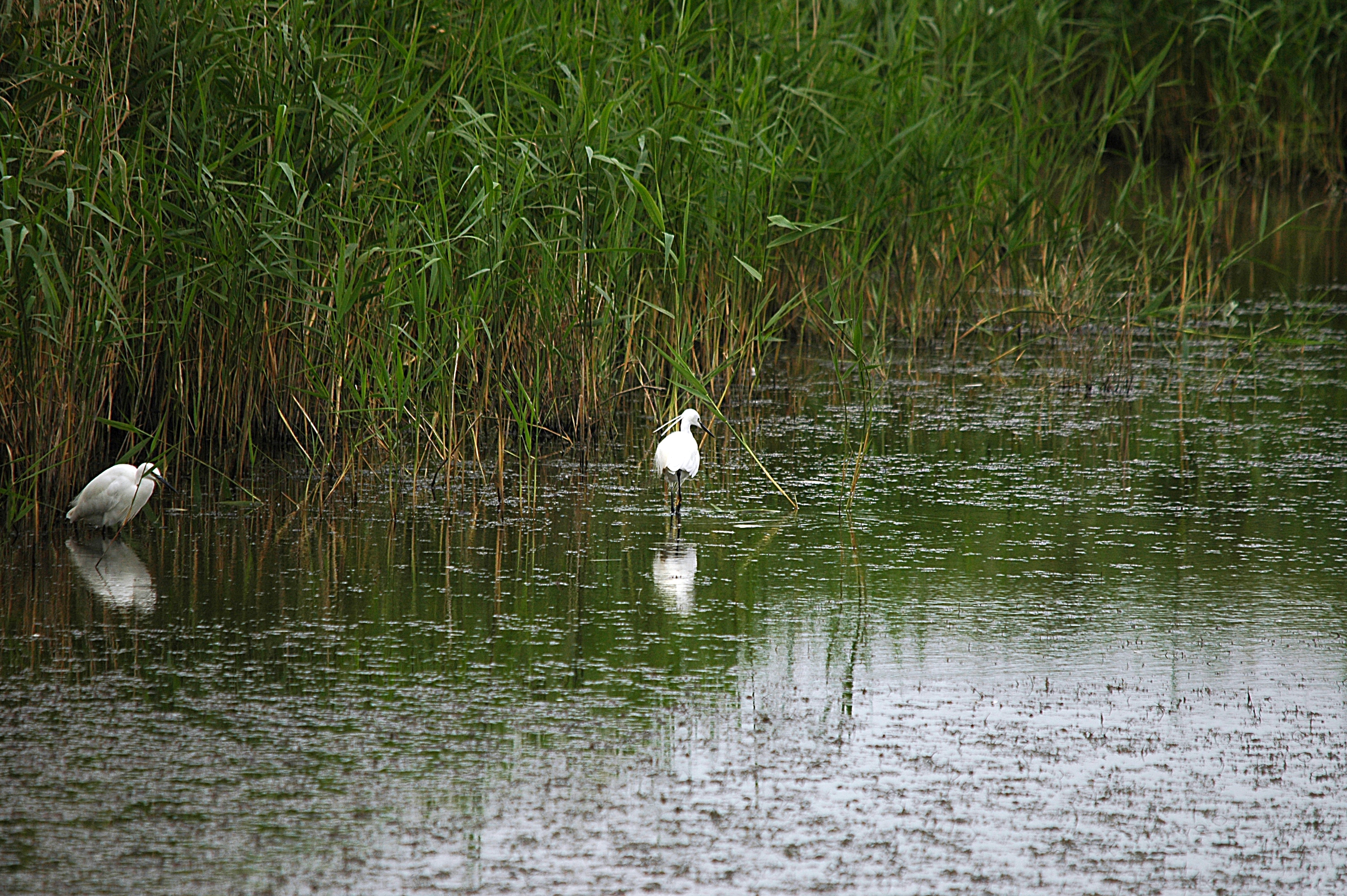 photos/wildlife/Bird_Species/021-Herons/0320-Little_Egret/DSC_6333.JPG