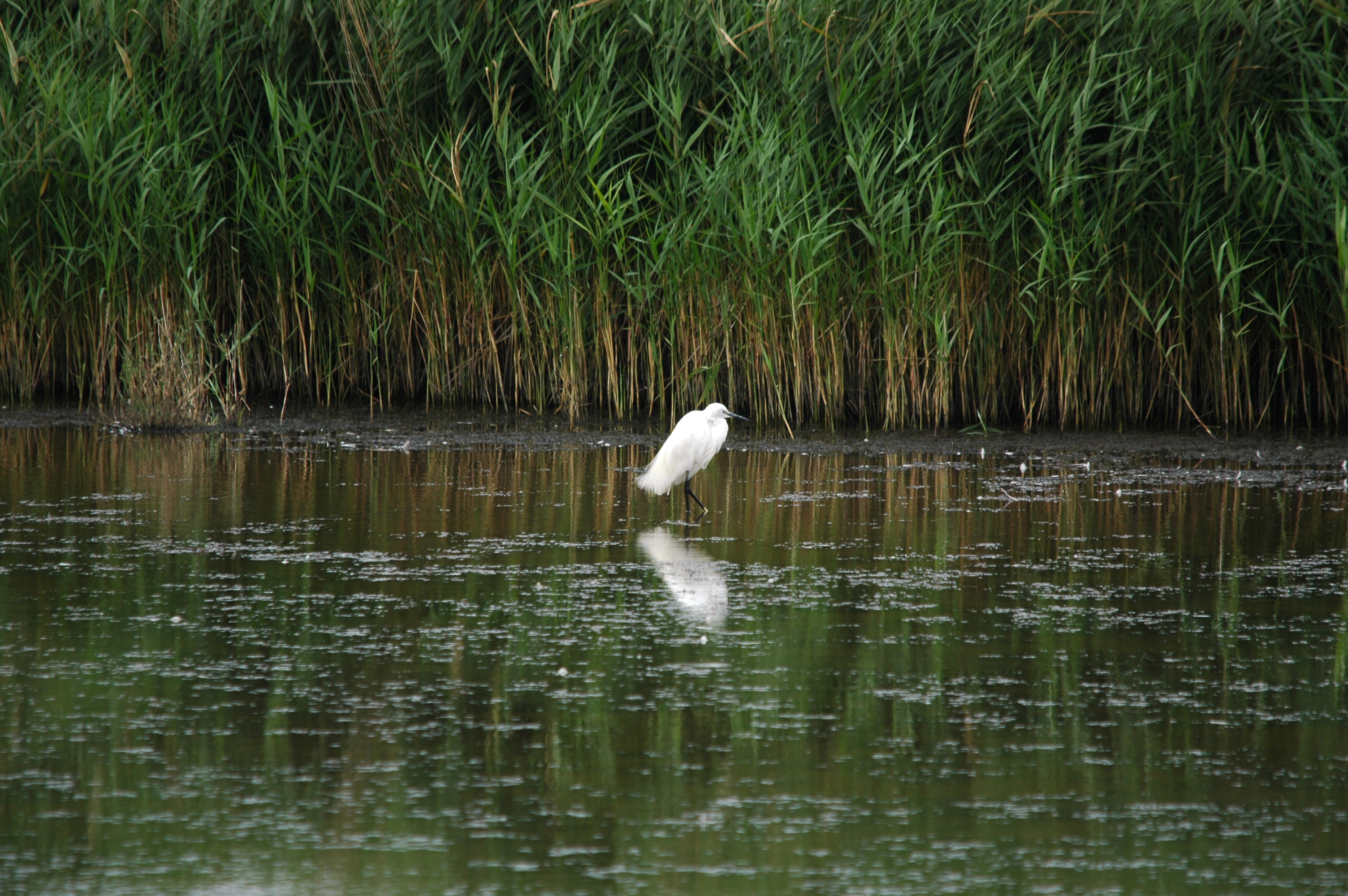 photos/wildlife/Bird_Species/021-Herons/0320-Little_Egret/DSC_6338.JPG
