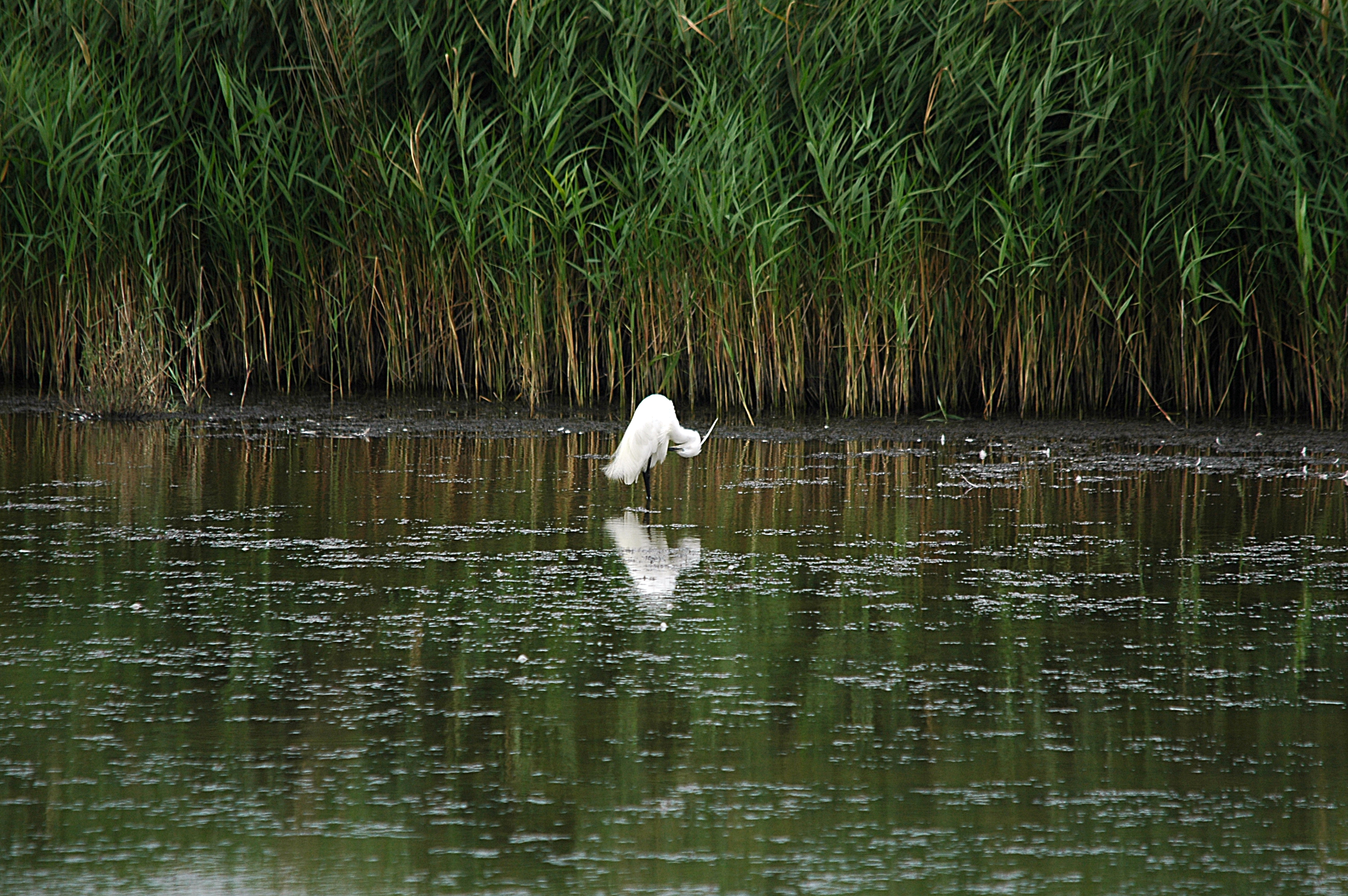 photos/wildlife/Bird_Species/021-Herons/0320-Little_Egret/DSC_6339.JPG