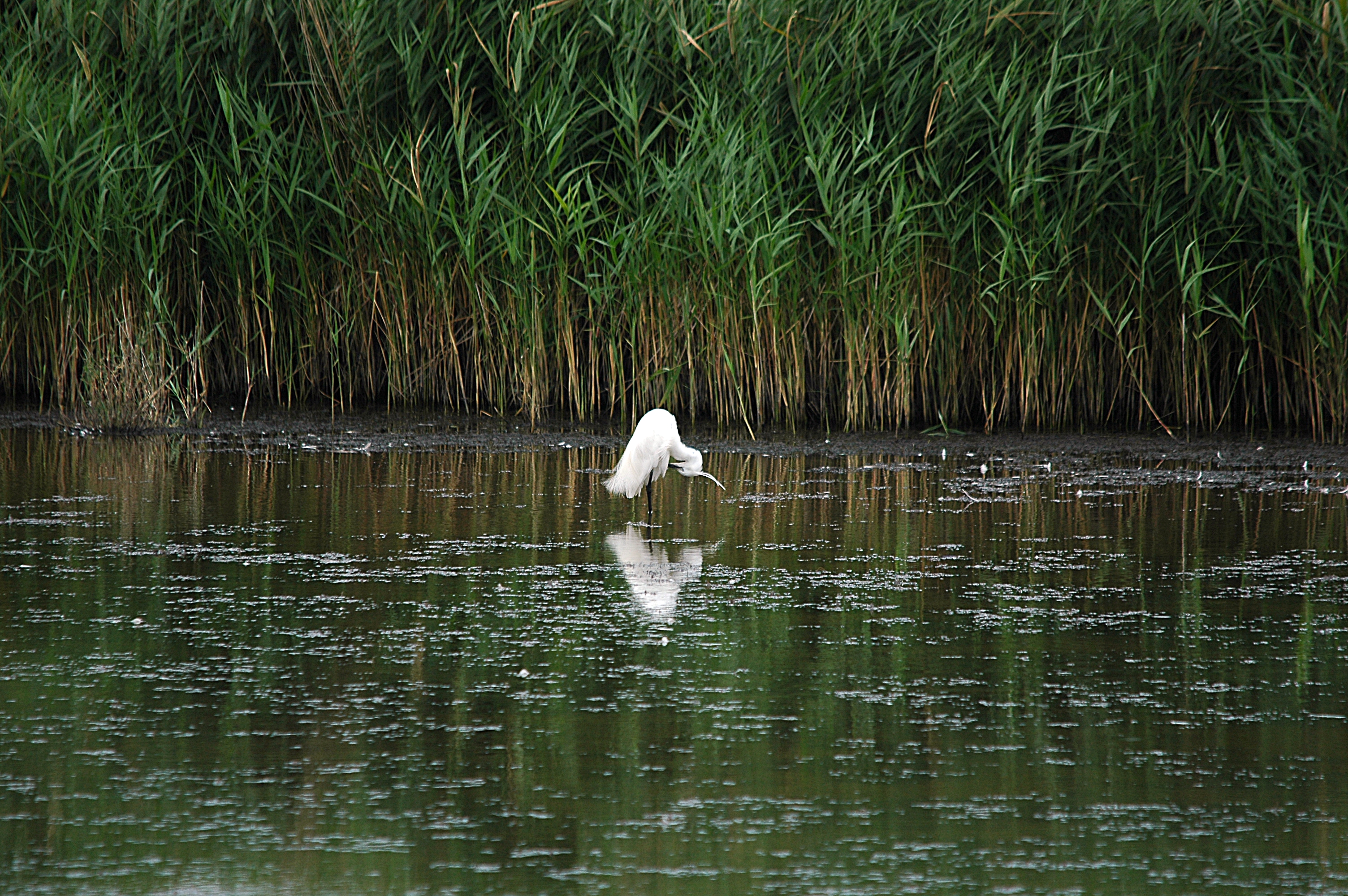 photos/wildlife/Bird_Species/021-Herons/0320-Little_Egret/DSC_6340.JPG