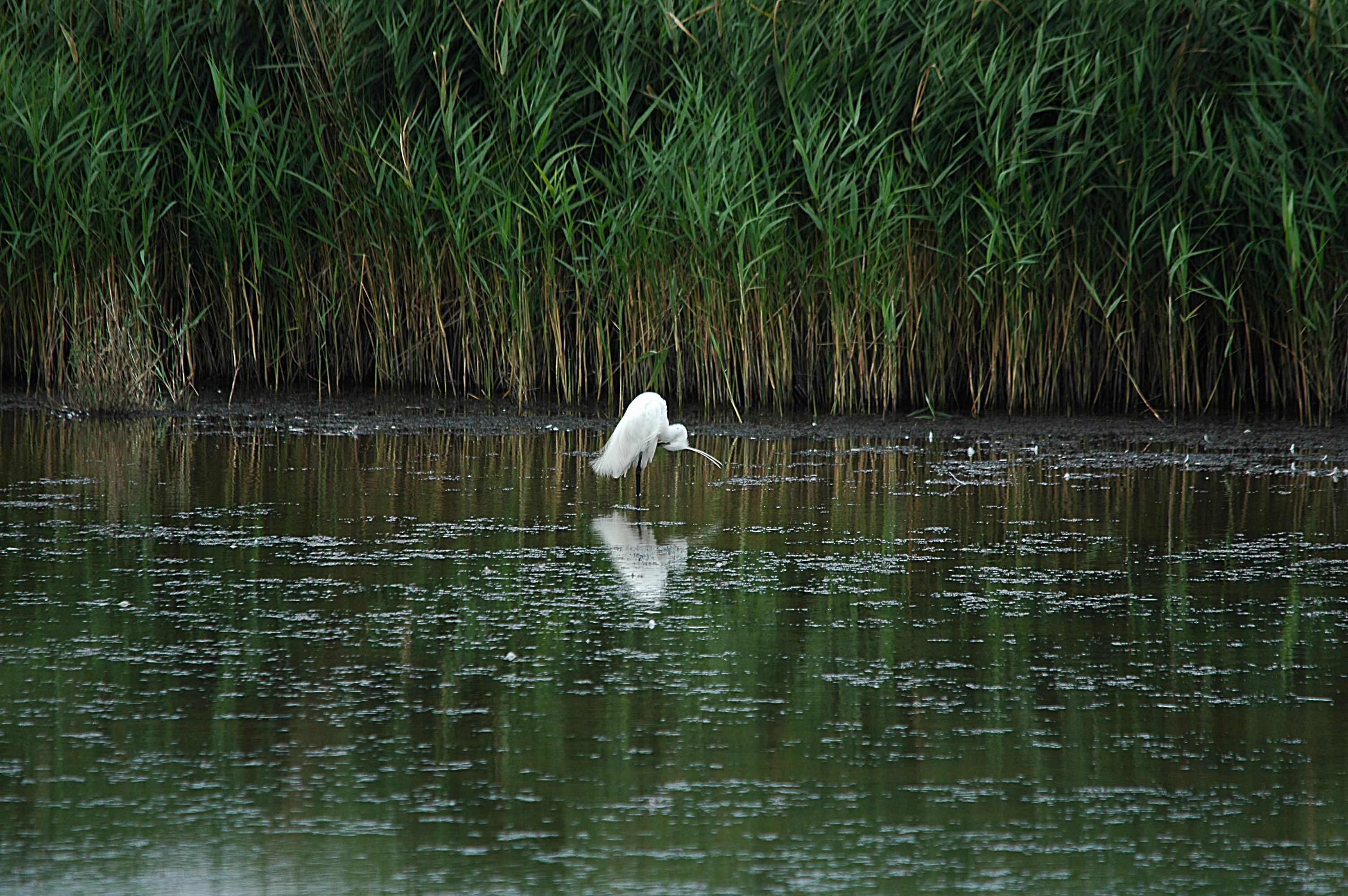 photos/wildlife/Bird_Species/021-Herons/0320-Little_Egret/DSC_6342.JPG