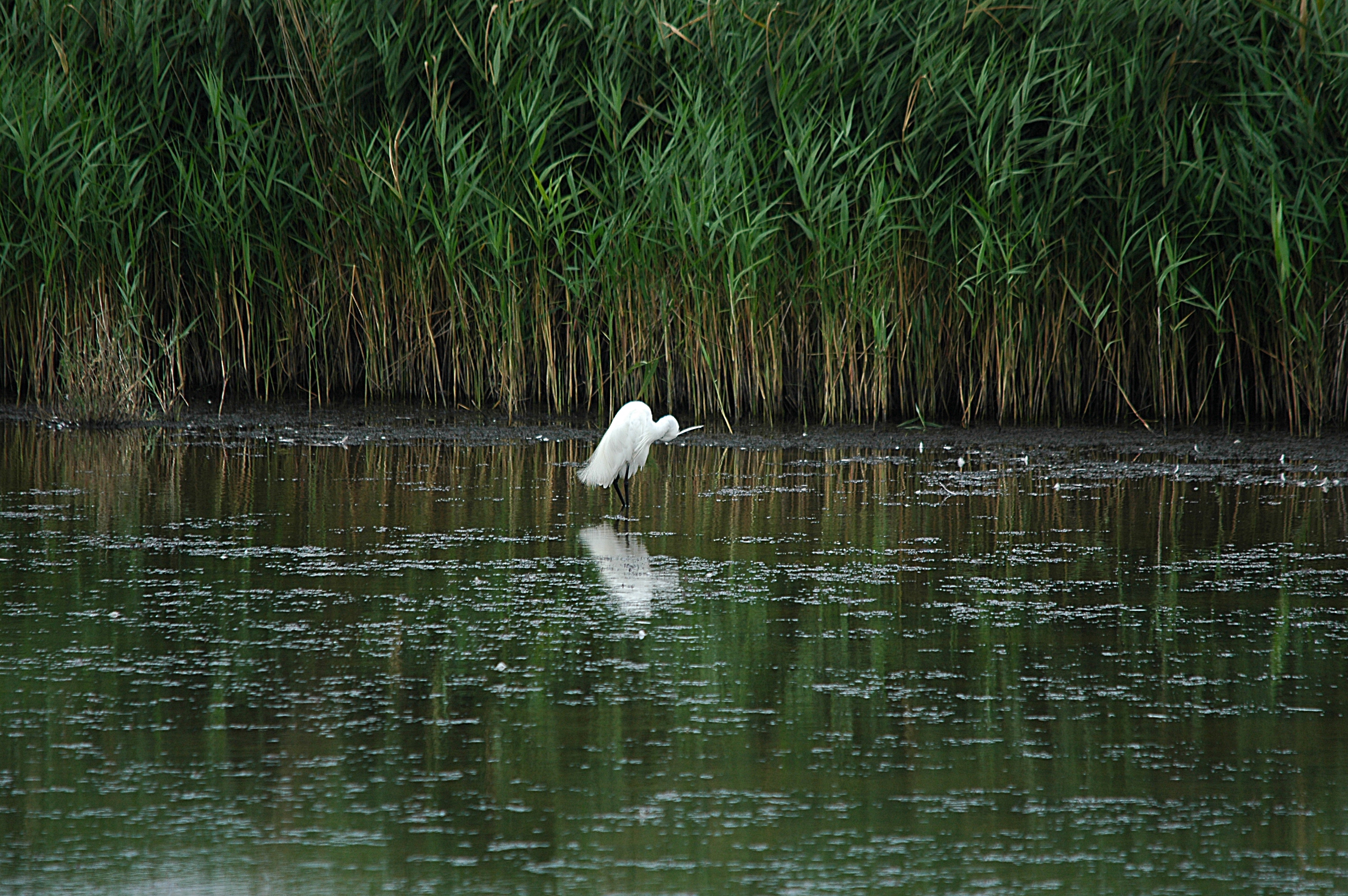 photos/wildlife/Bird_Species/021-Herons/0320-Little_Egret/DSC_6343.JPG