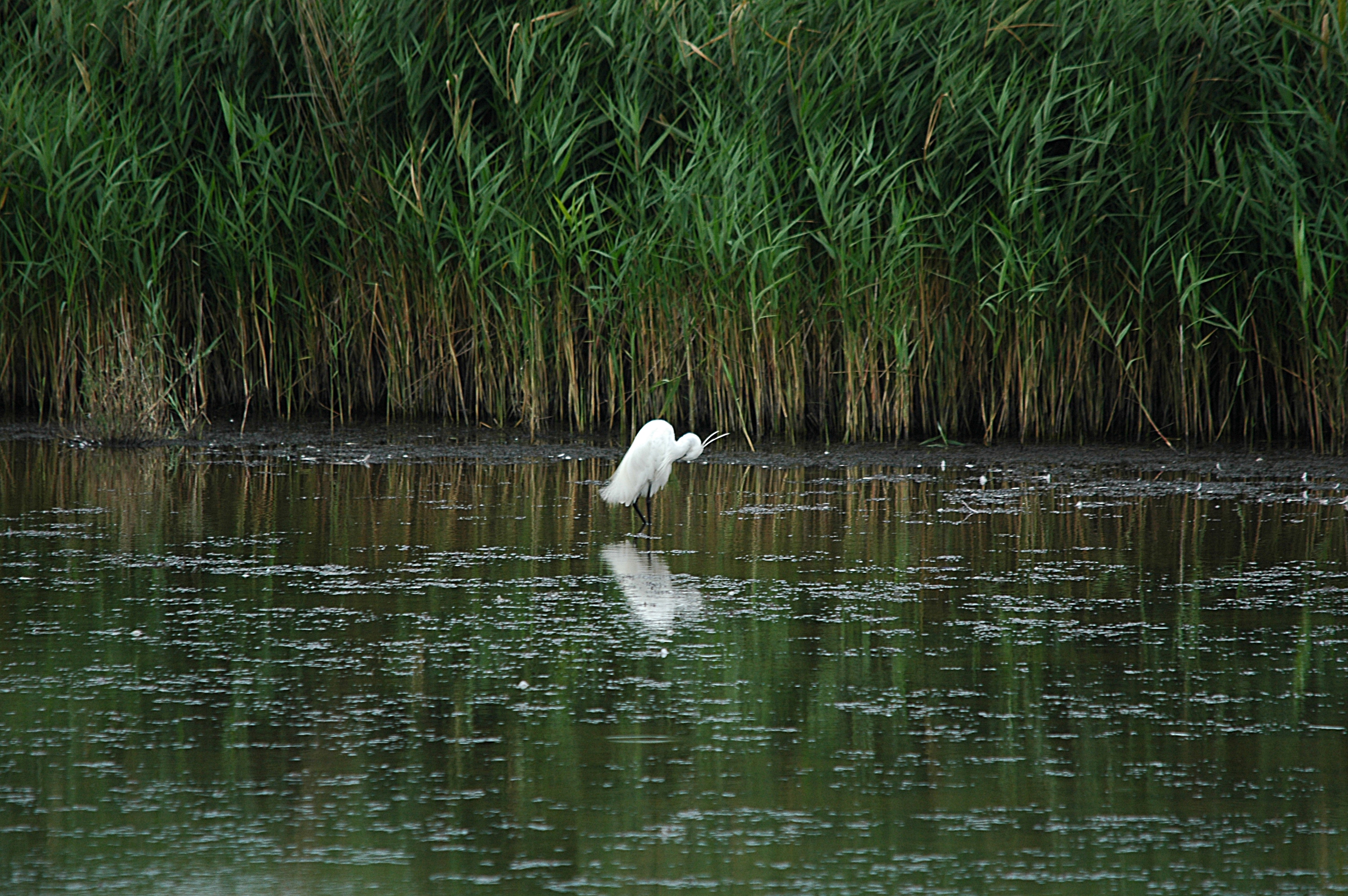 photos/wildlife/Bird_Species/021-Herons/0320-Little_Egret/DSC_6344.JPG