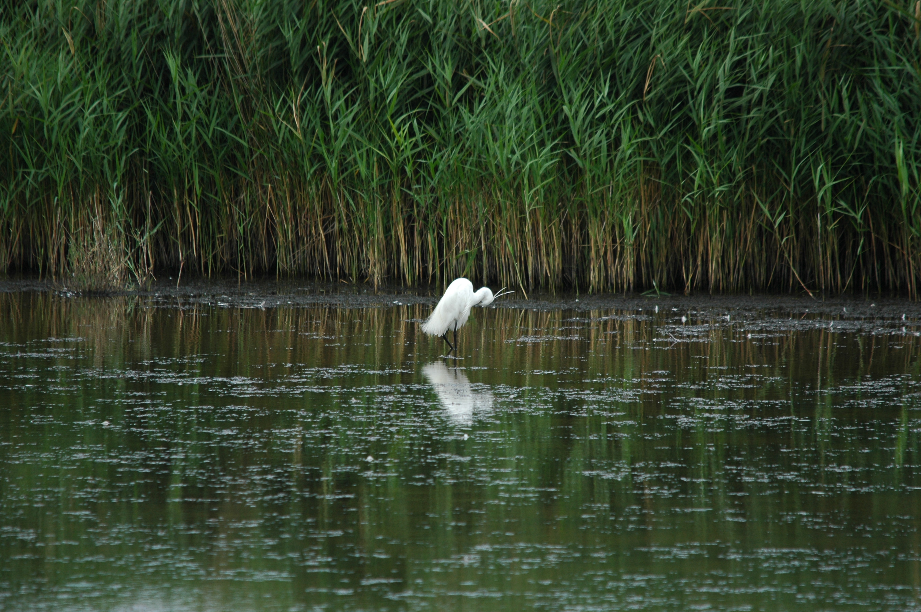 photos/wildlife/Bird_Species/021-Herons/0320-Little_Egret/DSC_6345.JPG