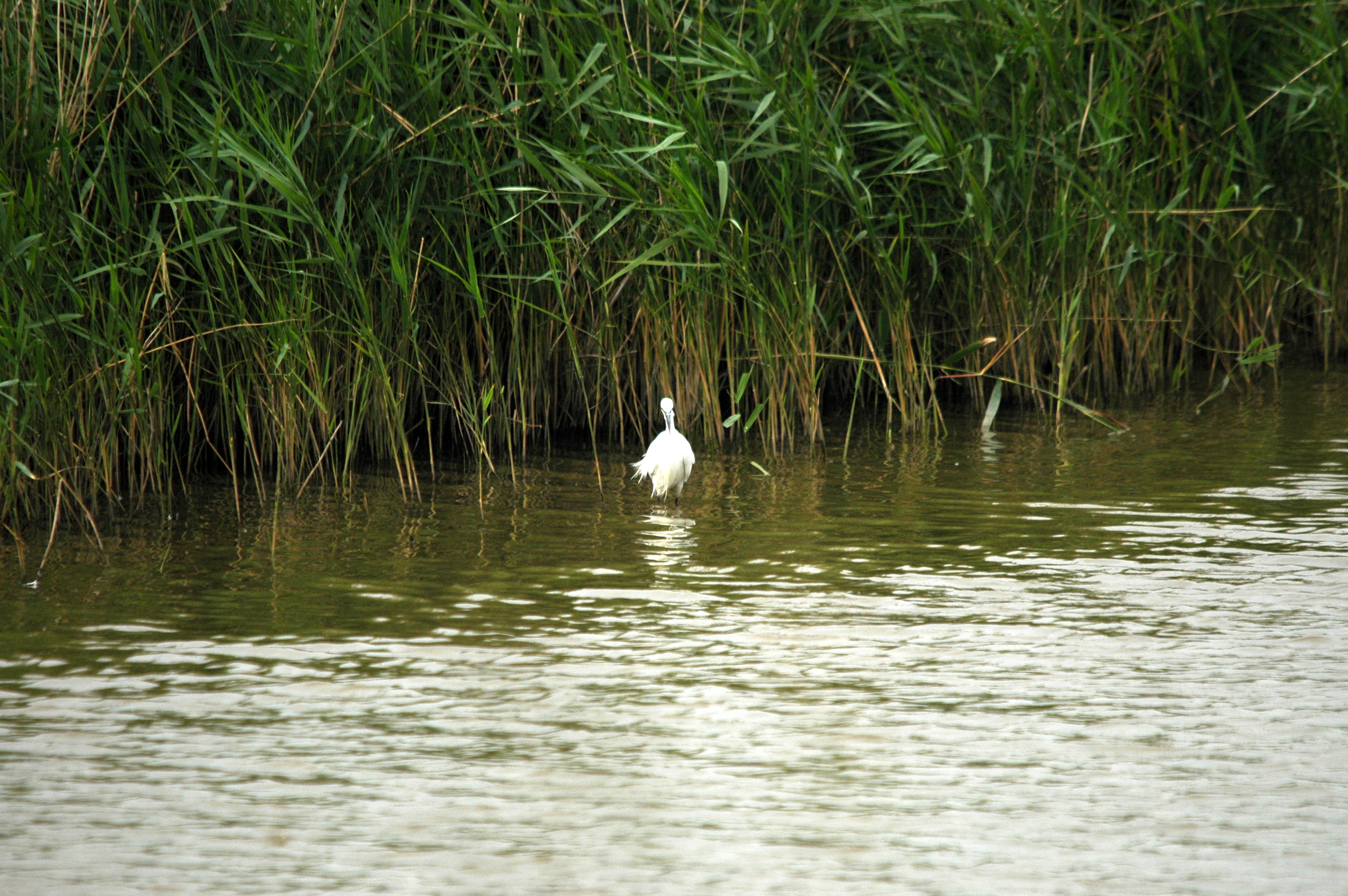photos/wildlife/Bird_Species/021-Herons/0320-Little_Egret/DSC_6503.JPG