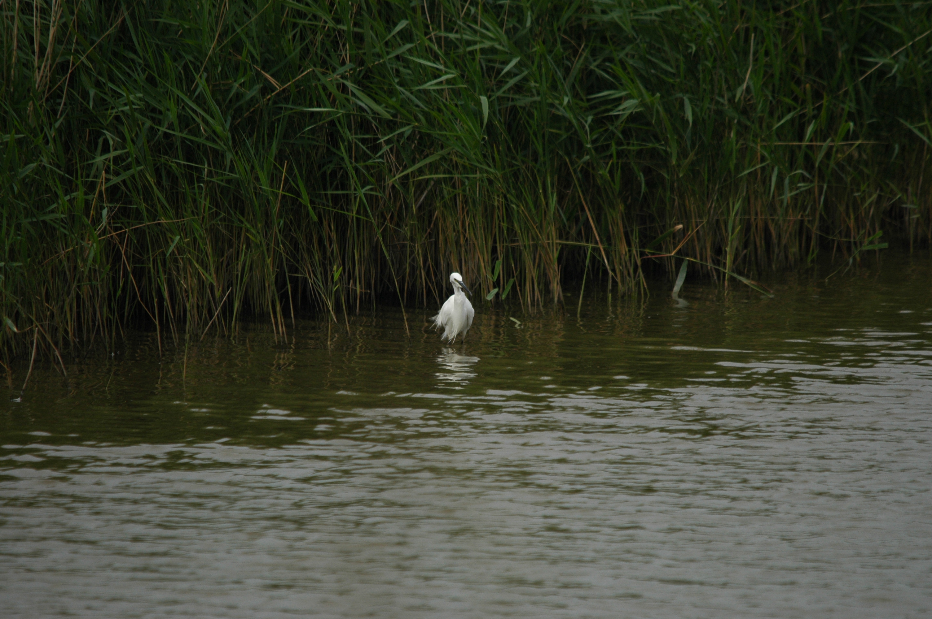photos/wildlife/Bird_Species/021-Herons/0320-Little_Egret/DSC_6504.JPG
