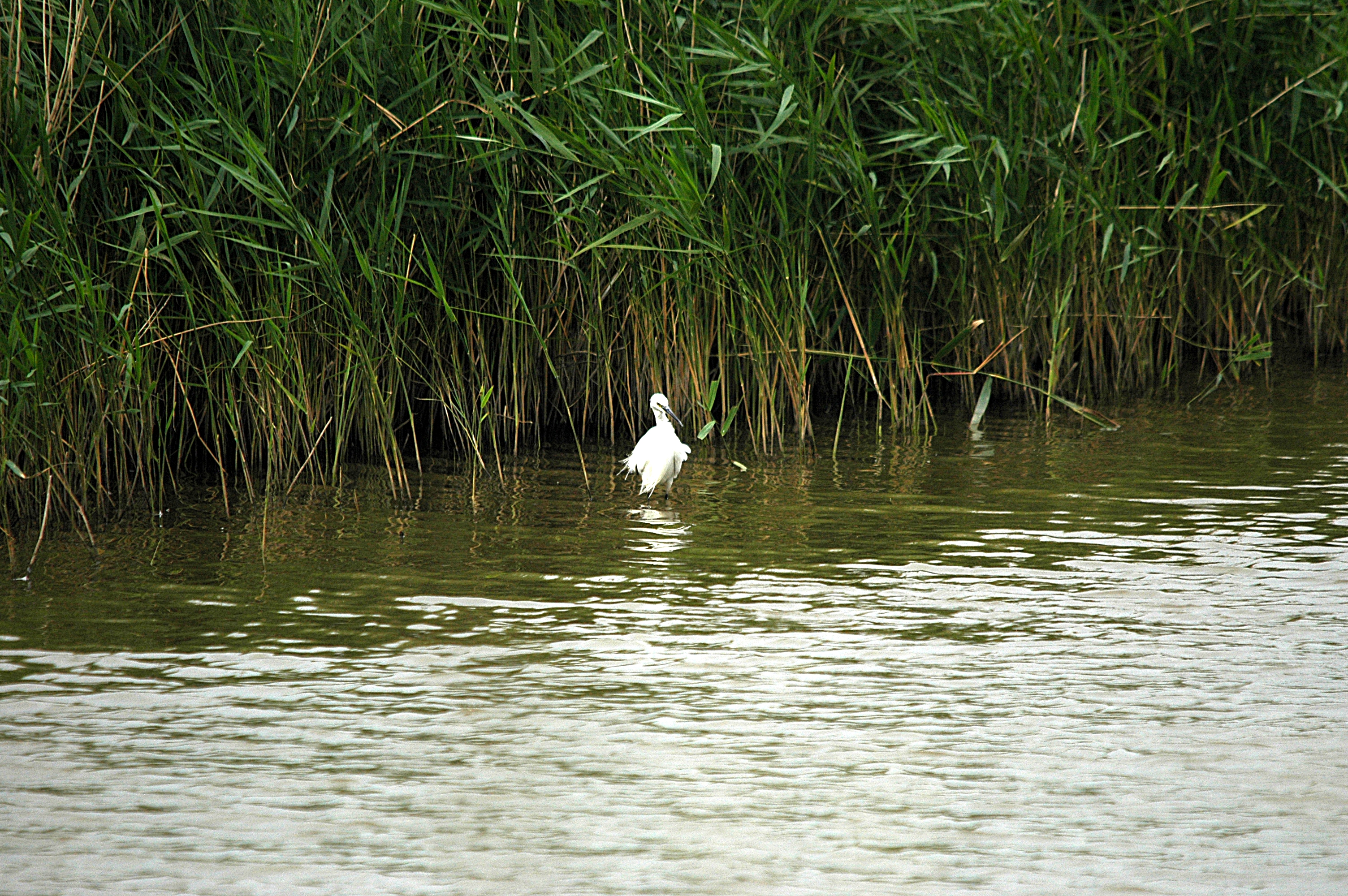 photos/wildlife/Bird_Species/021-Herons/0320-Little_Egret/DSC_6505.JPG