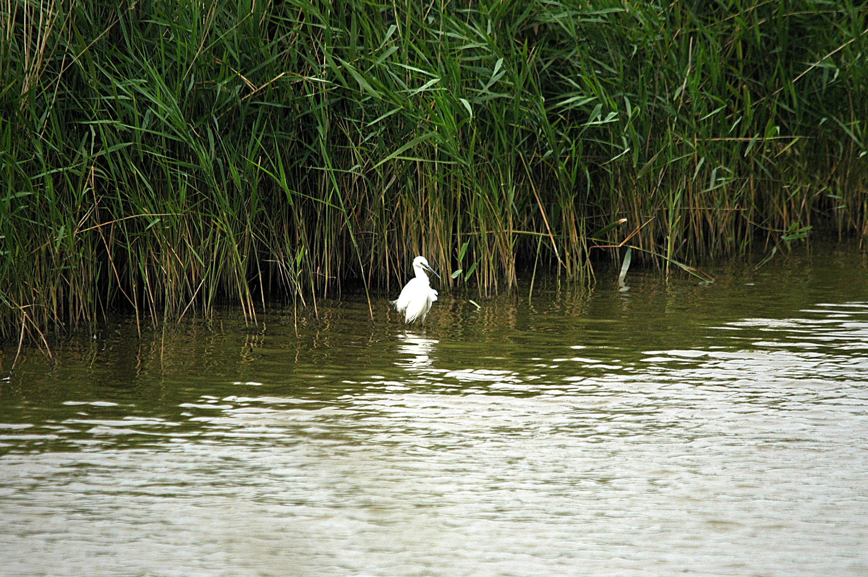 photos/wildlife/Bird_Species/021-Herons/0320-Little_Egret/DSC_6506.JPG