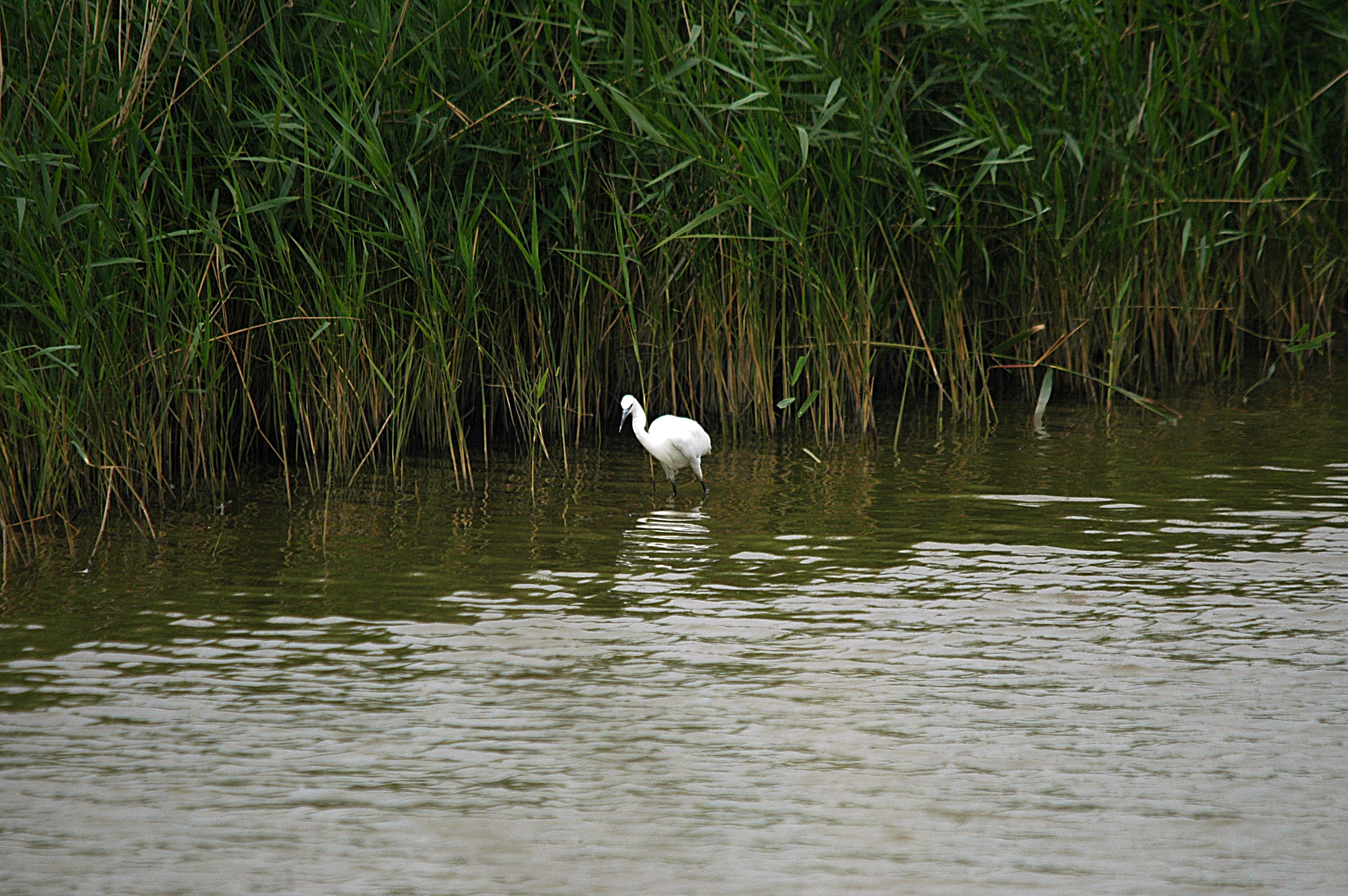 photos/wildlife/Bird_Species/021-Herons/0320-Little_Egret/DSC_6509.JPG