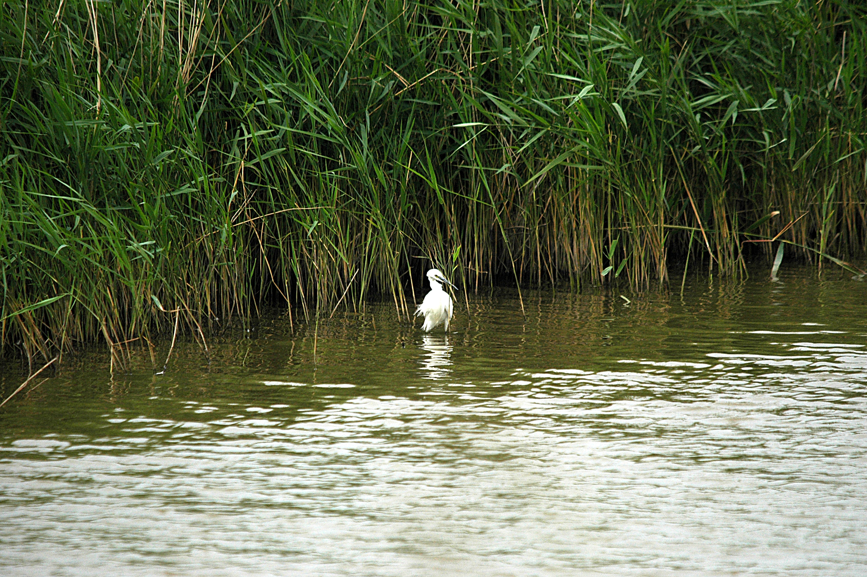 photos/wildlife/Bird_Species/021-Herons/0320-Little_Egret/DSC_6511.JPG