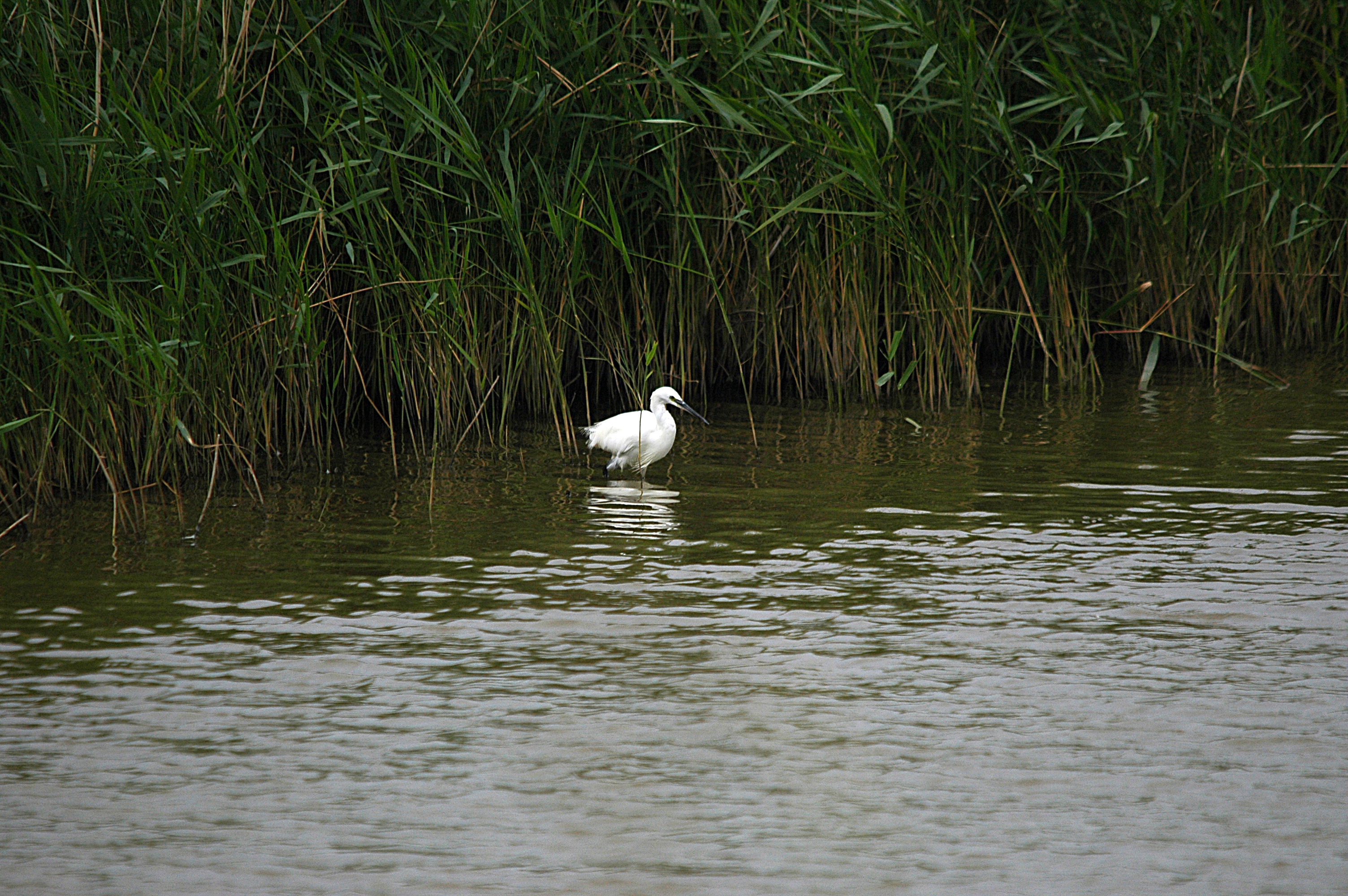 photos/wildlife/Bird_Species/021-Herons/0320-Little_Egret/DSC_6512.JPG