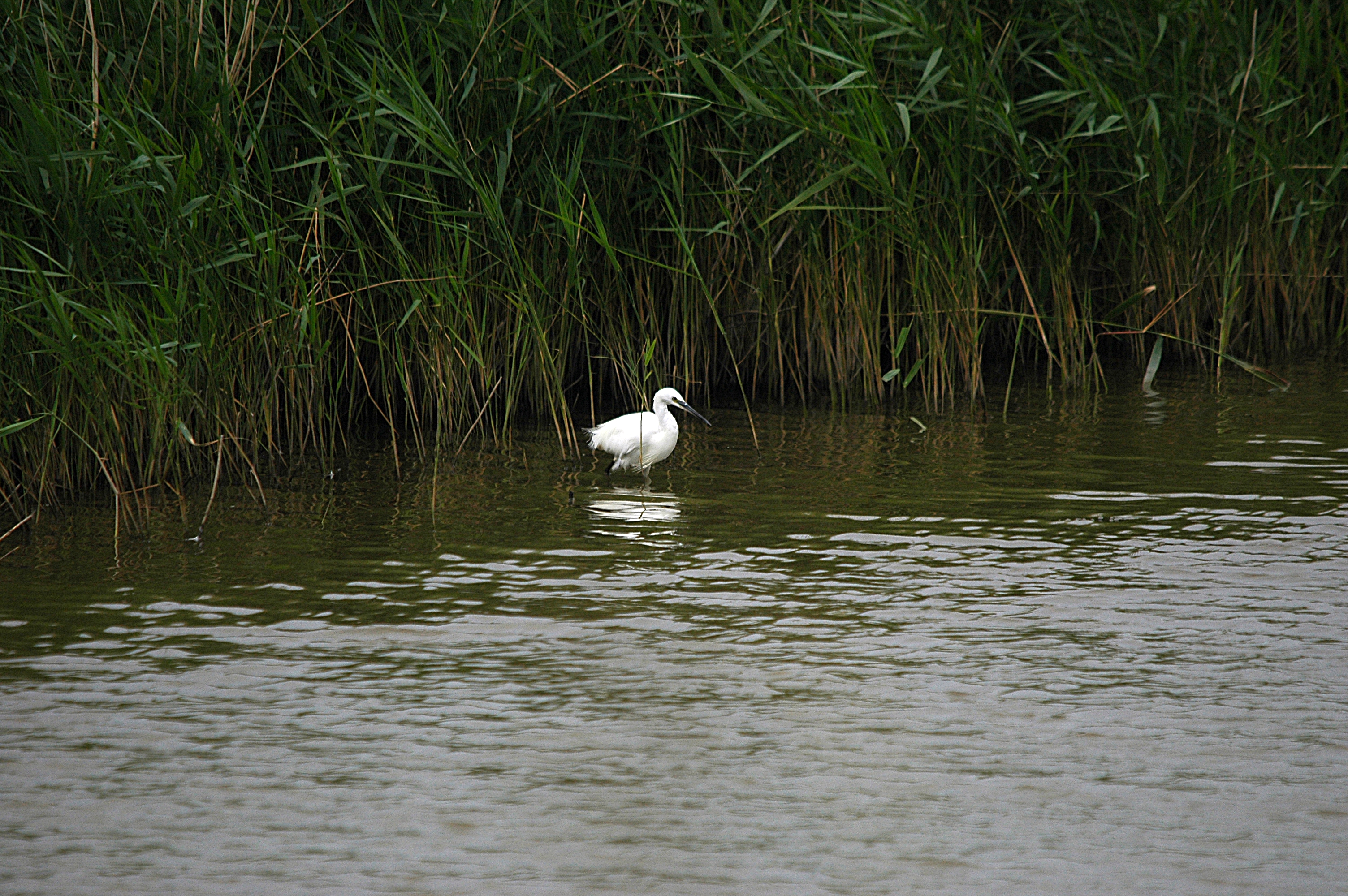 photos/wildlife/Bird_Species/021-Herons/0320-Little_Egret/DSC_6513.JPG
