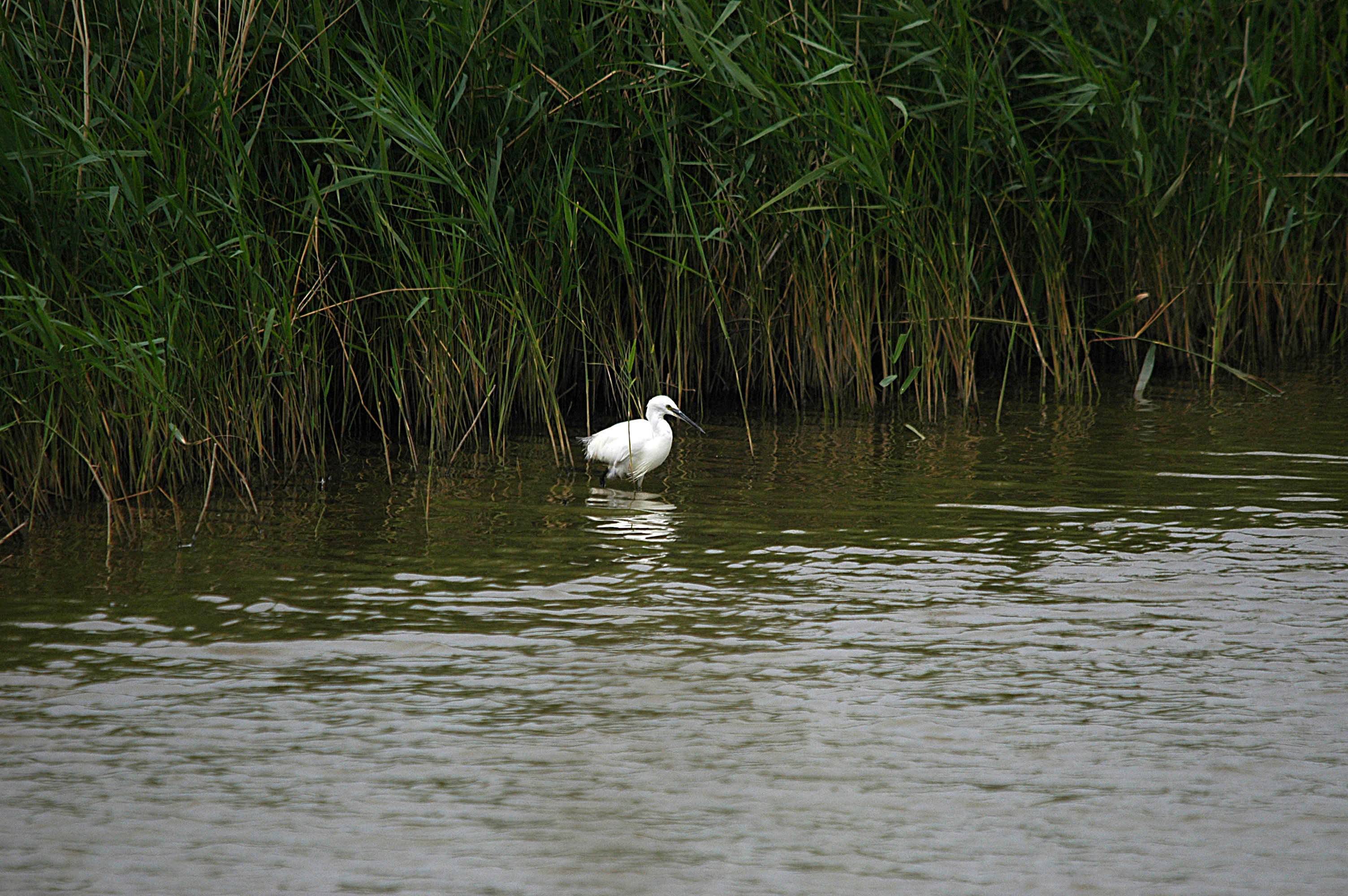 photos/wildlife/Bird_Species/021-Herons/0320-Little_Egret/DSC_6514.JPG