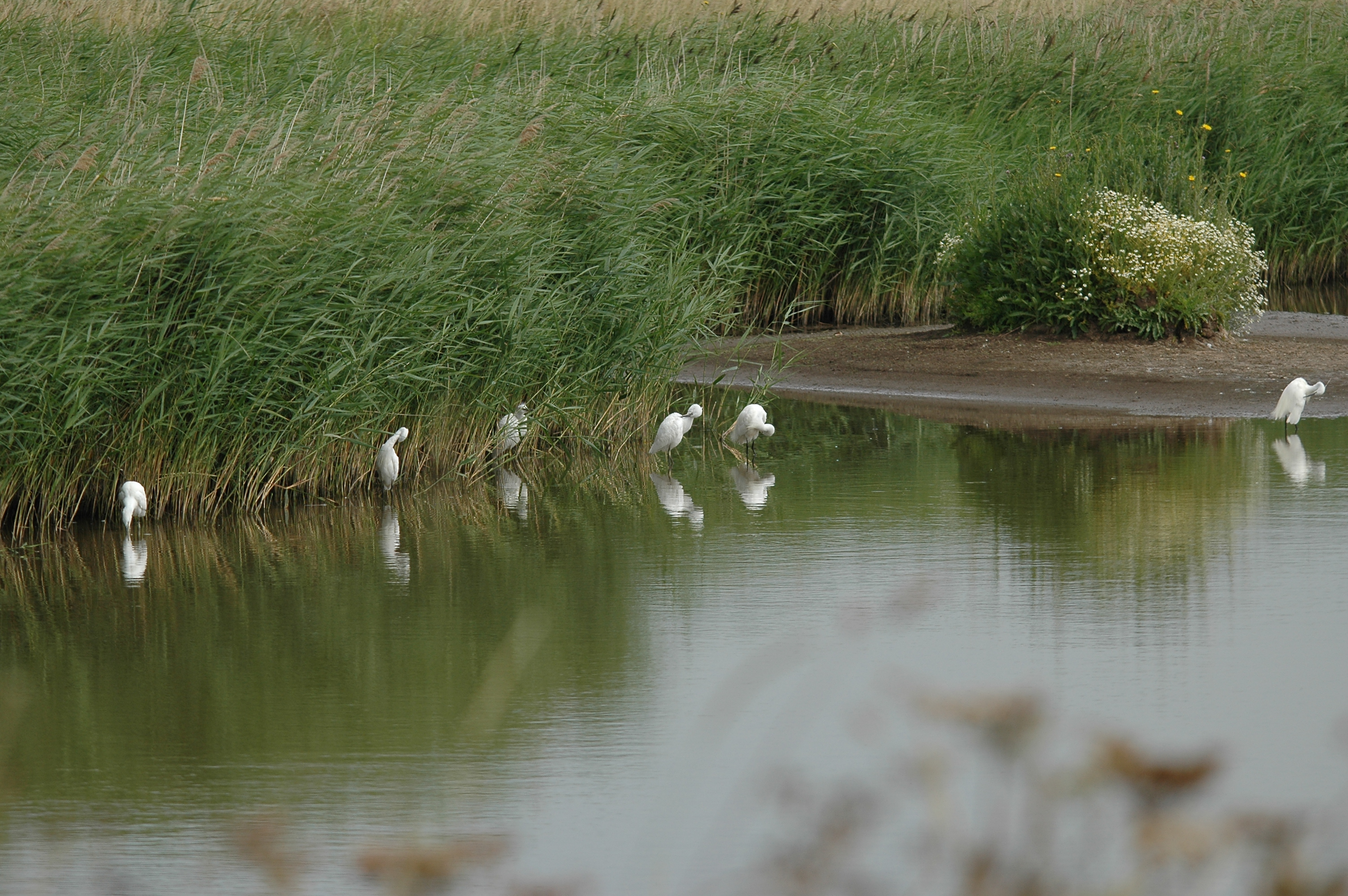 photos/wildlife/Bird_Species/021-Herons/0320-Little_Egret/DSC_6571.JPG