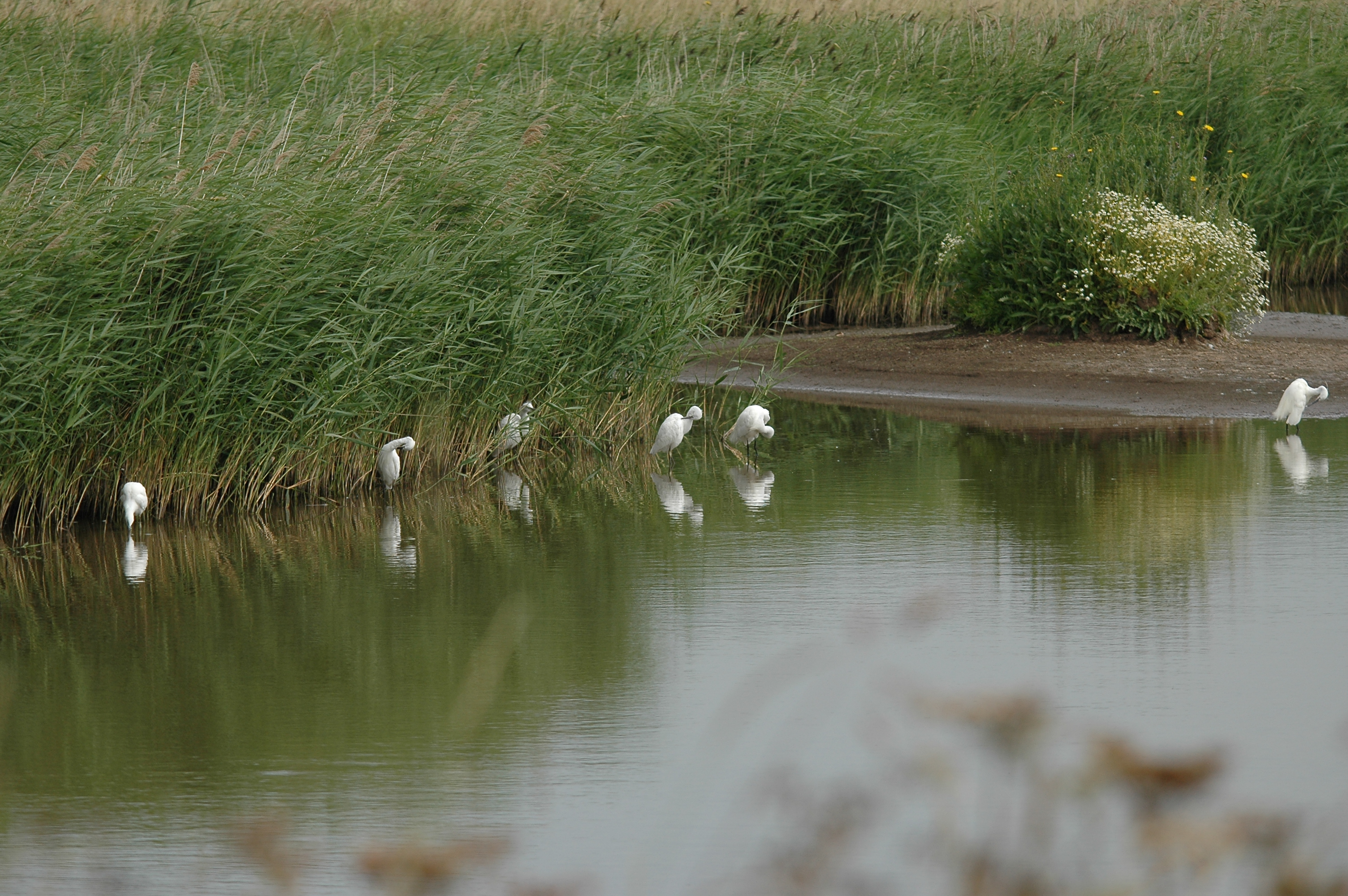 photos/wildlife/Bird_Species/021-Herons/0320-Little_Egret/DSC_6572.JPG