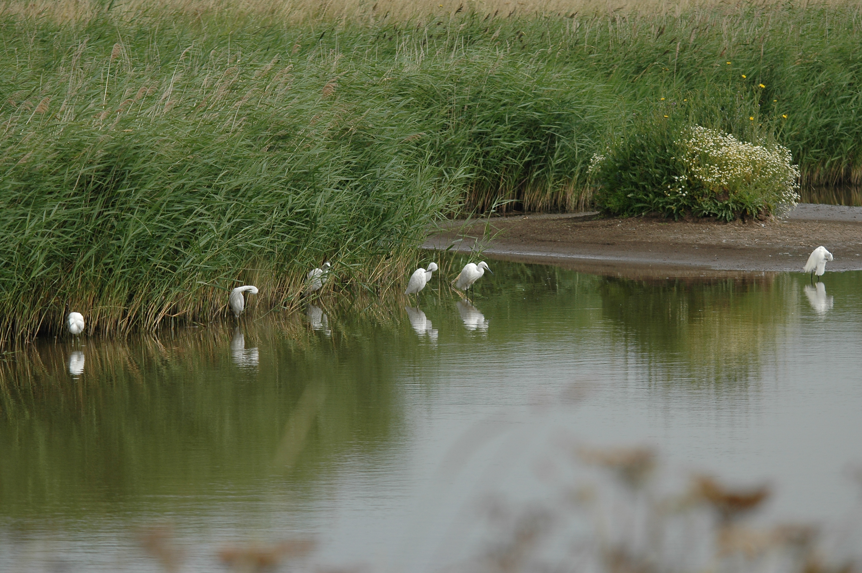 photos/wildlife/Bird_Species/021-Herons/0320-Little_Egret/DSC_6573.JPG