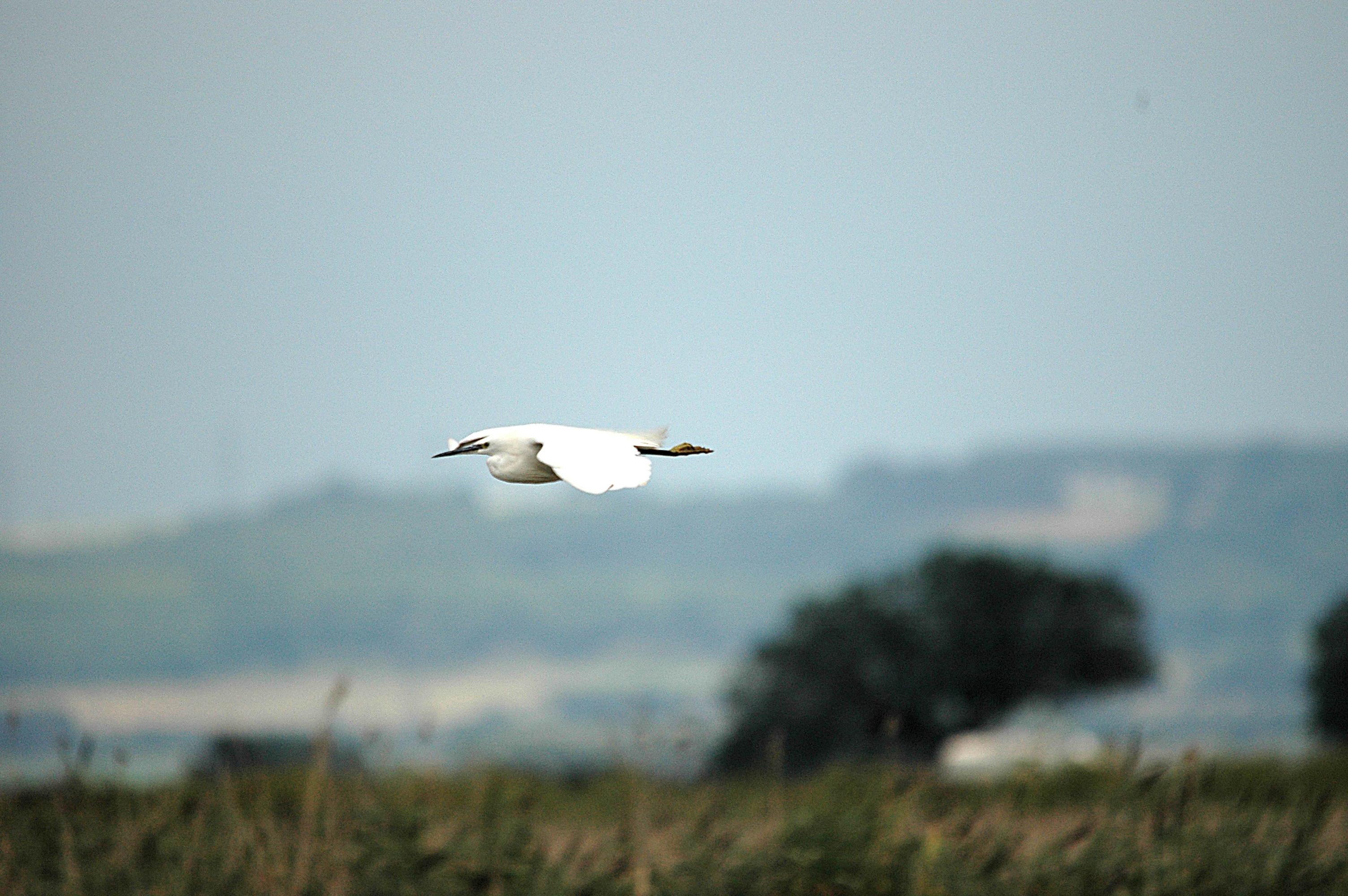 photos/wildlife/Bird_Species/021-Herons/0320-Little_Egret/DSC_6694.JPG