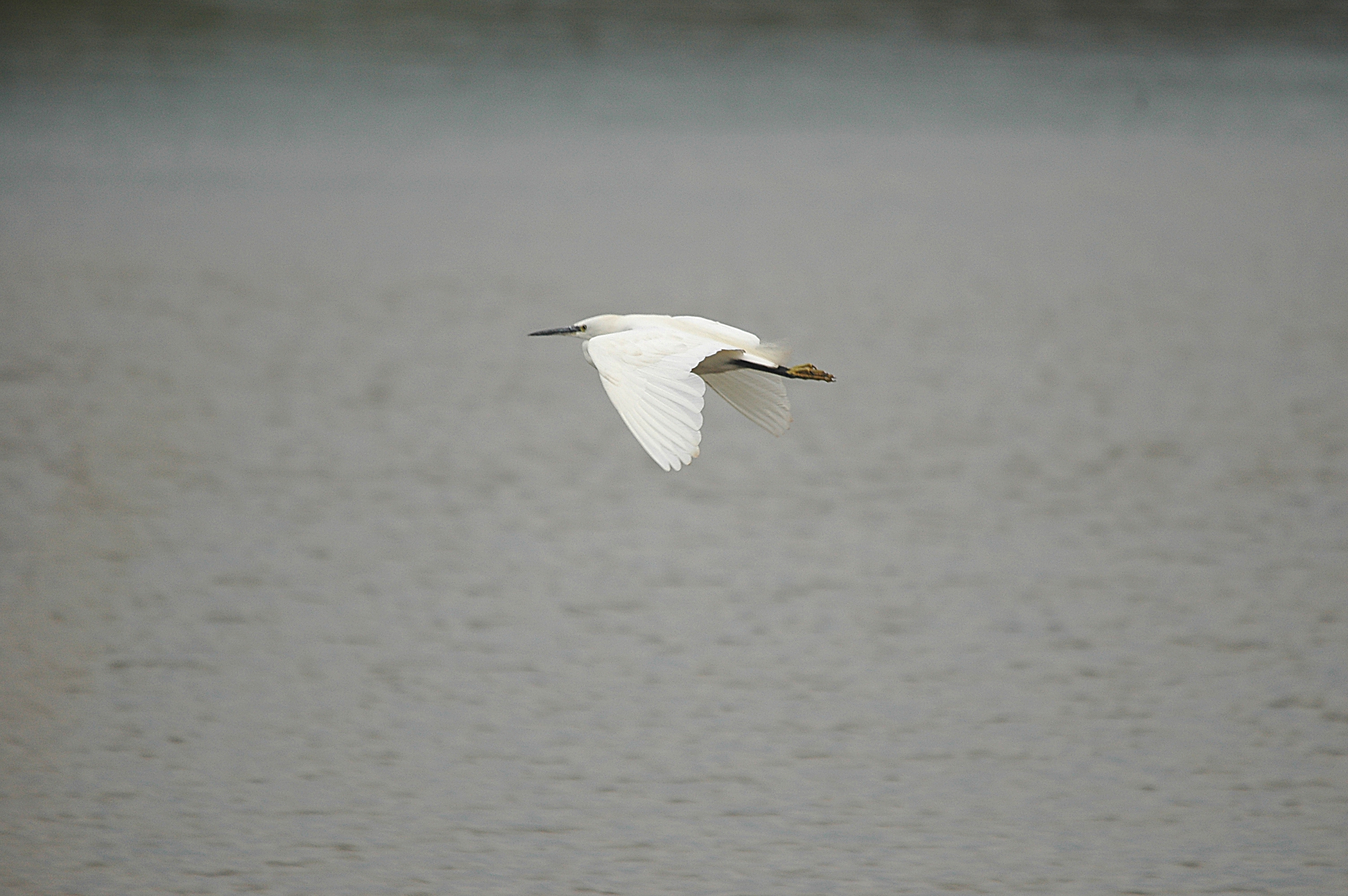 photos/wildlife/Bird_Species/021-Herons/0320-Little_Egret/DSC_6697.JPG
