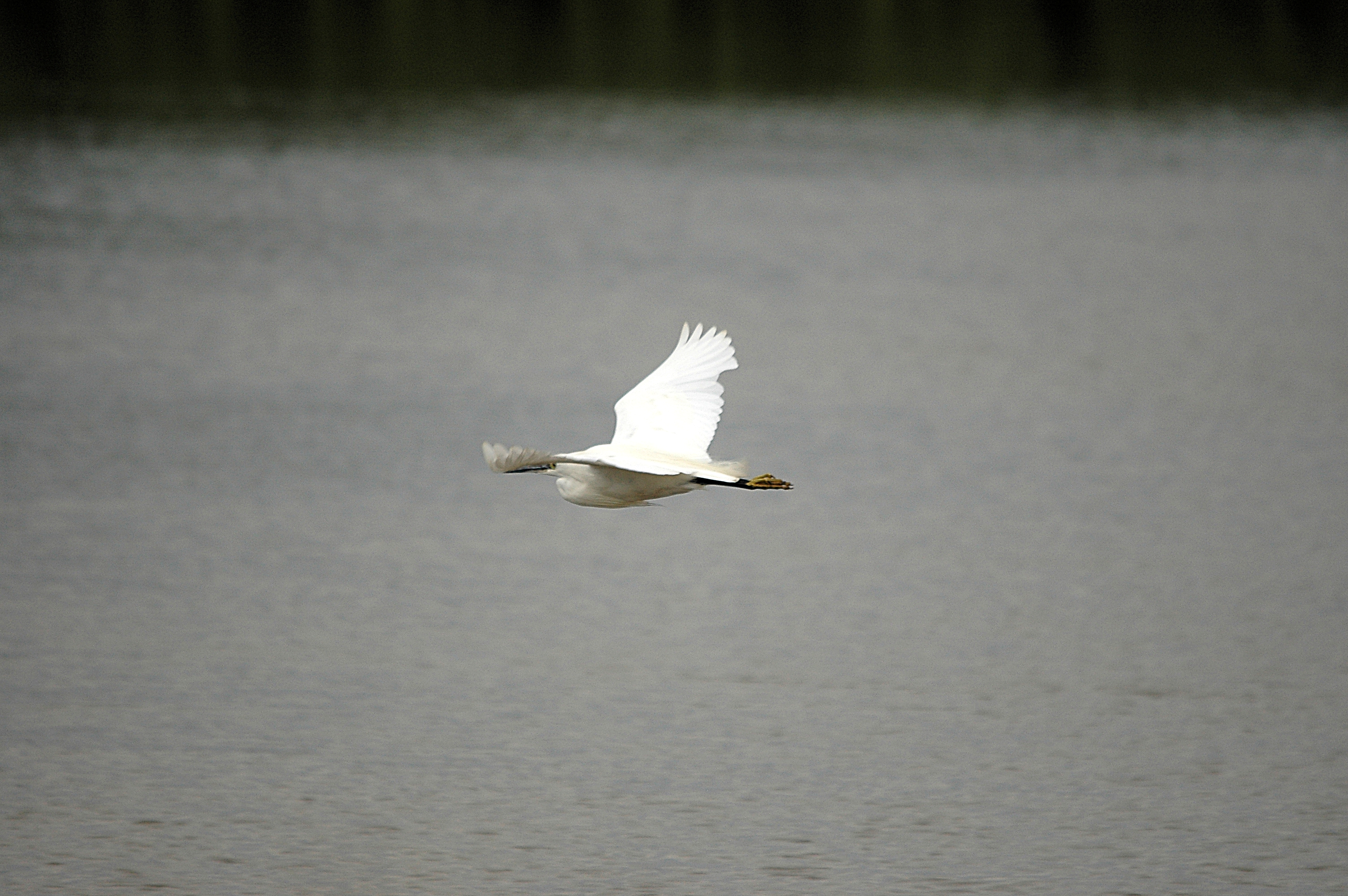 photos/wildlife/Bird_Species/021-Herons/0320-Little_Egret/DSC_6698.JPG