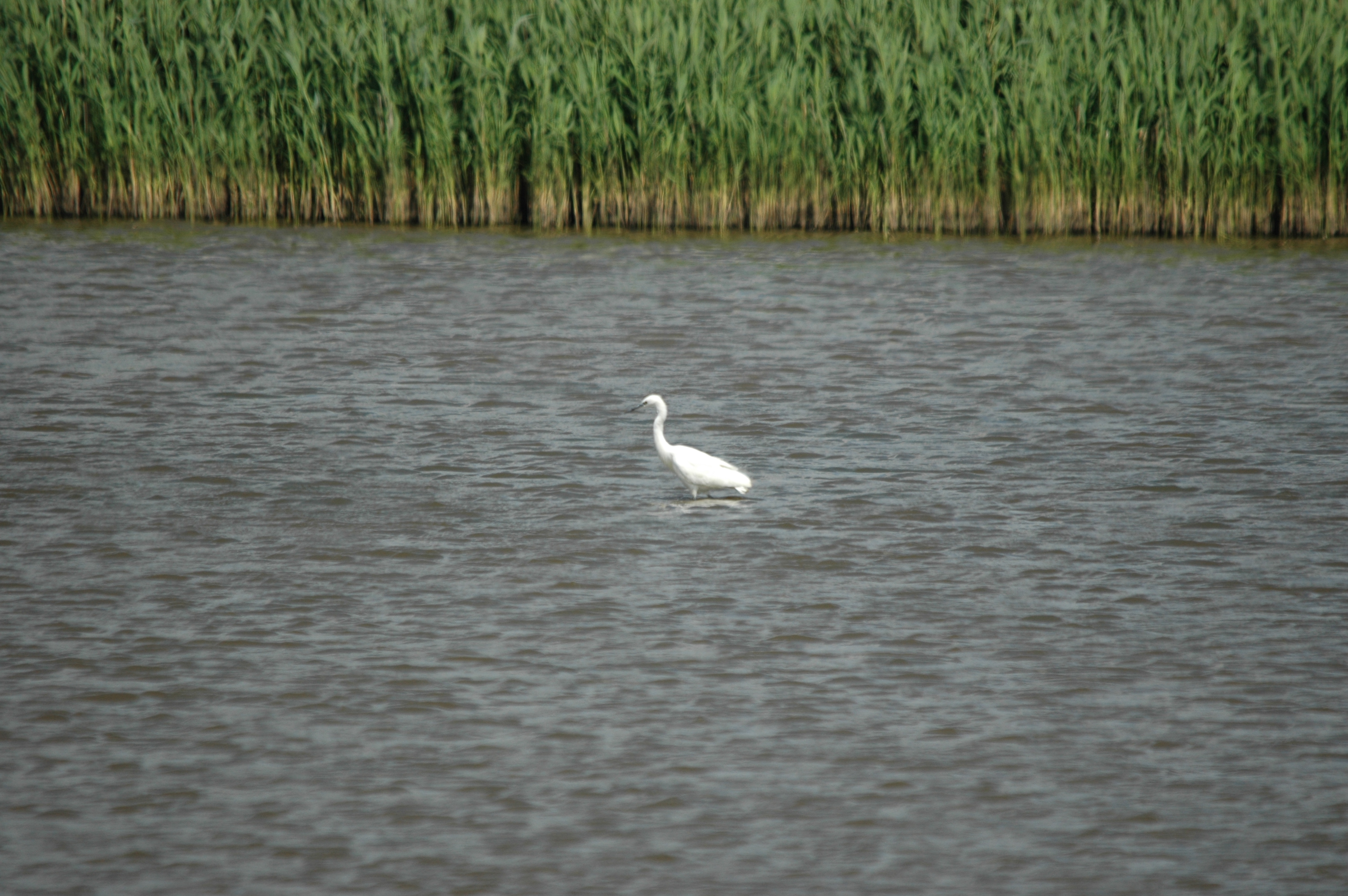 photos/wildlife/Bird_Species/021-Herons/0320-Little_Egret/DSC_6781.JPG