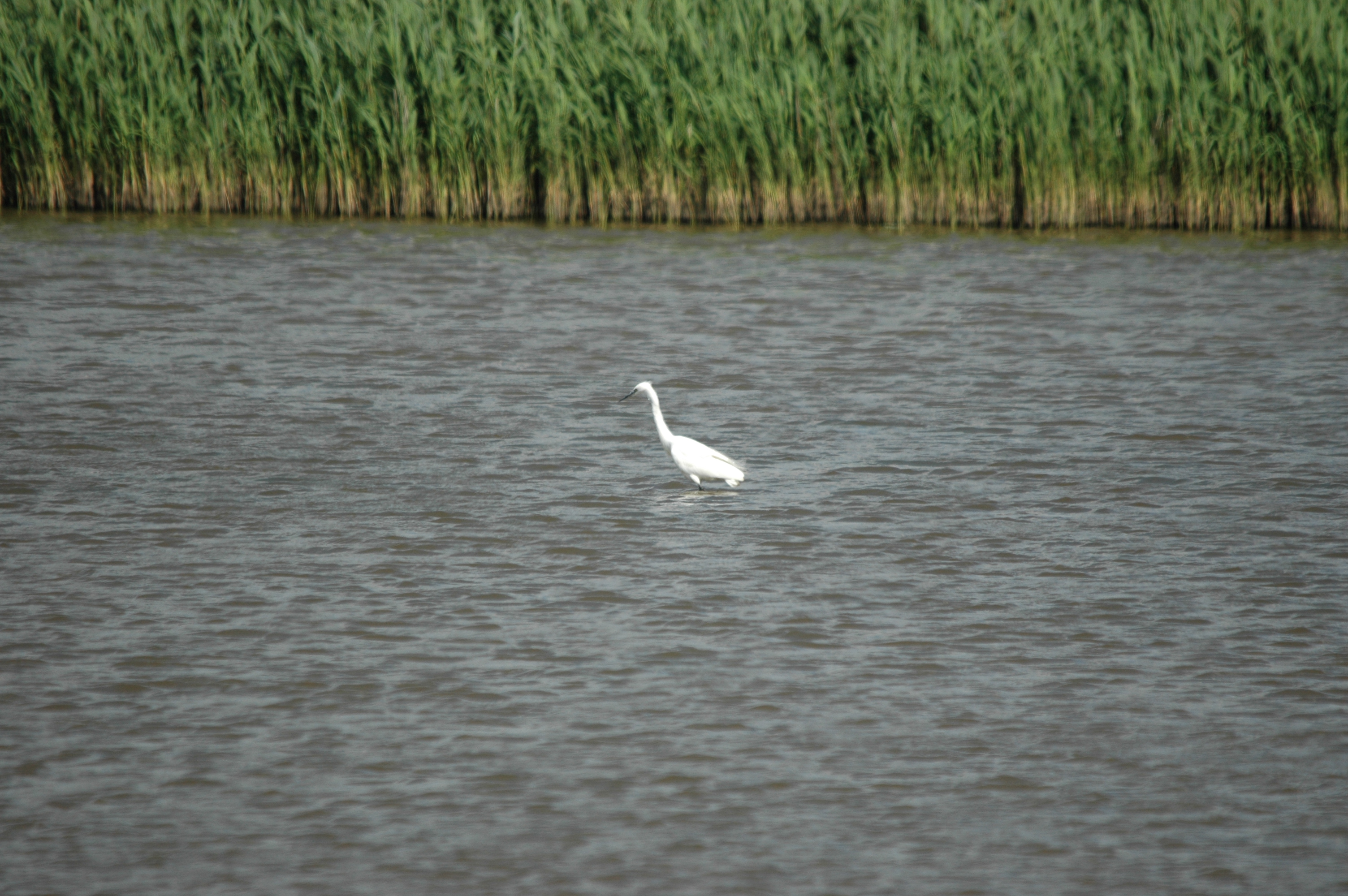 photos/wildlife/Bird_Species/021-Herons/0320-Little_Egret/DSC_6782.JPG