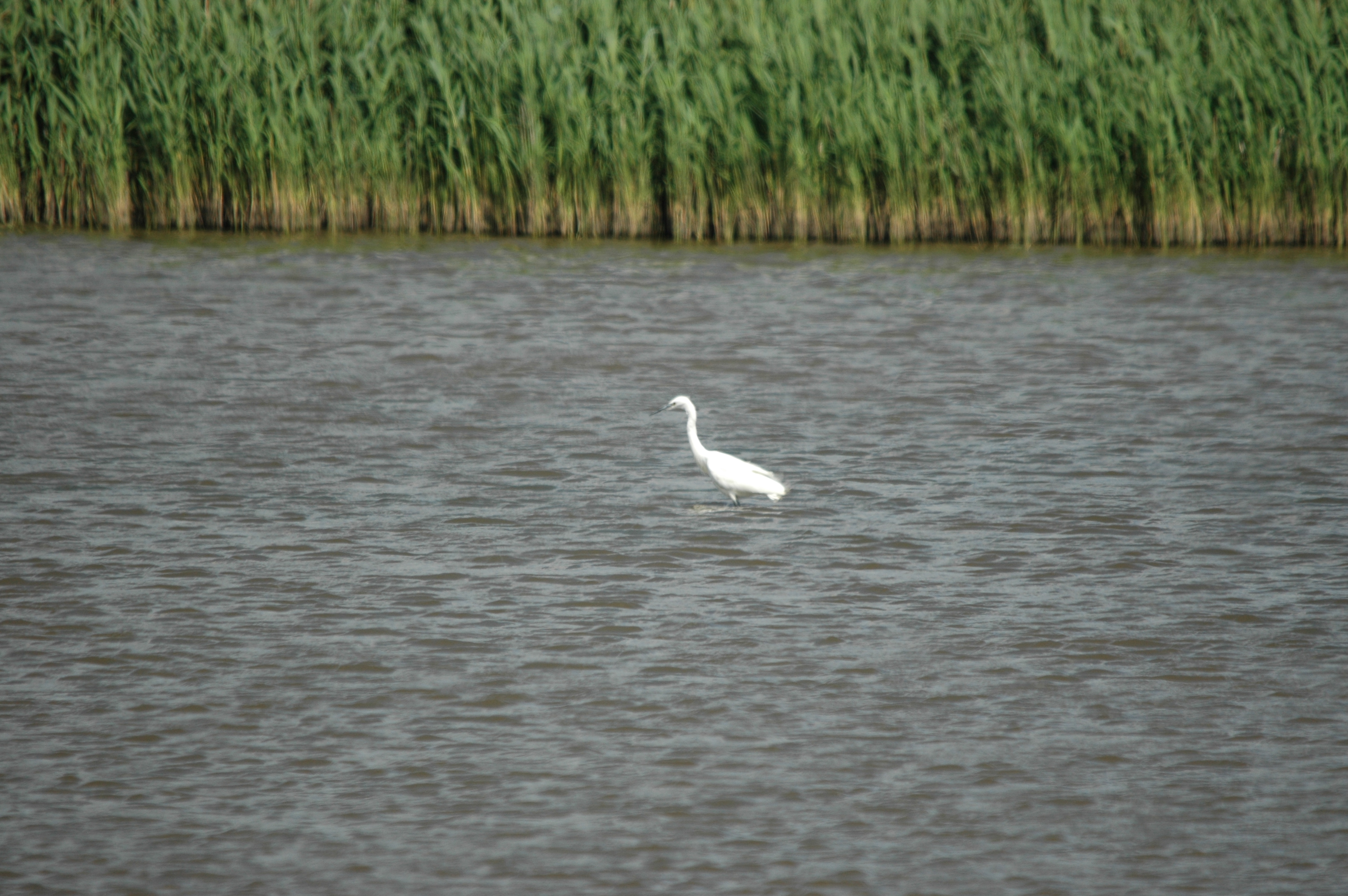 photos/wildlife/Bird_Species/021-Herons/0320-Little_Egret/DSC_6783.JPG