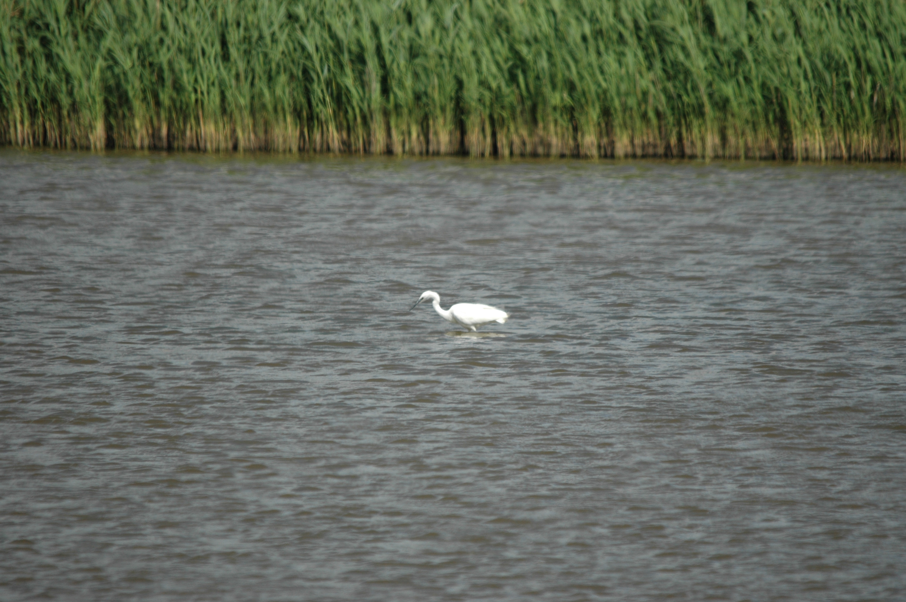 photos/wildlife/Bird_Species/021-Herons/0320-Little_Egret/DSC_6784.JPG