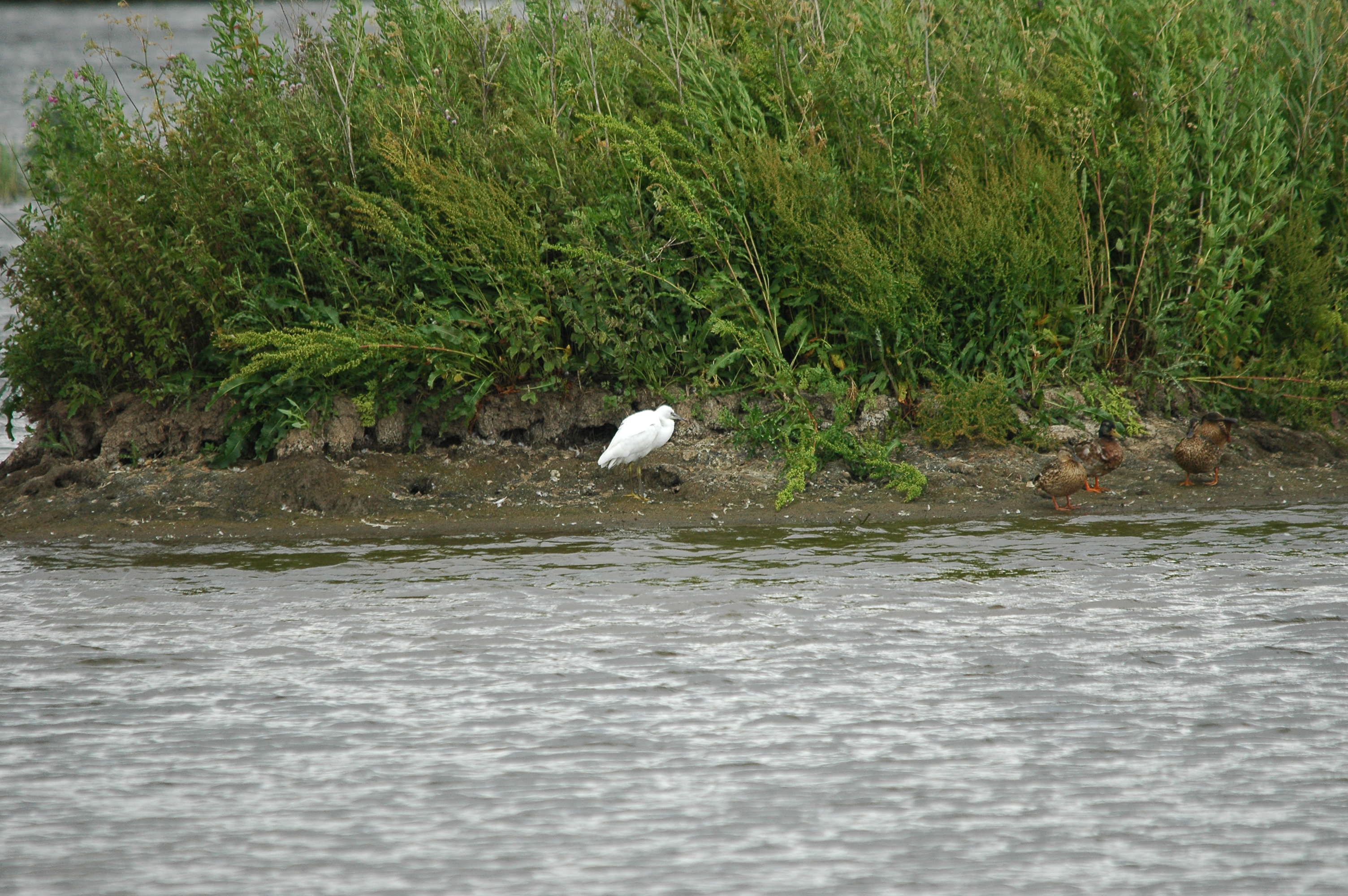 photos/wildlife/Bird_Species/021-Herons/0320-Little_Egret/dsc_2544.jpg