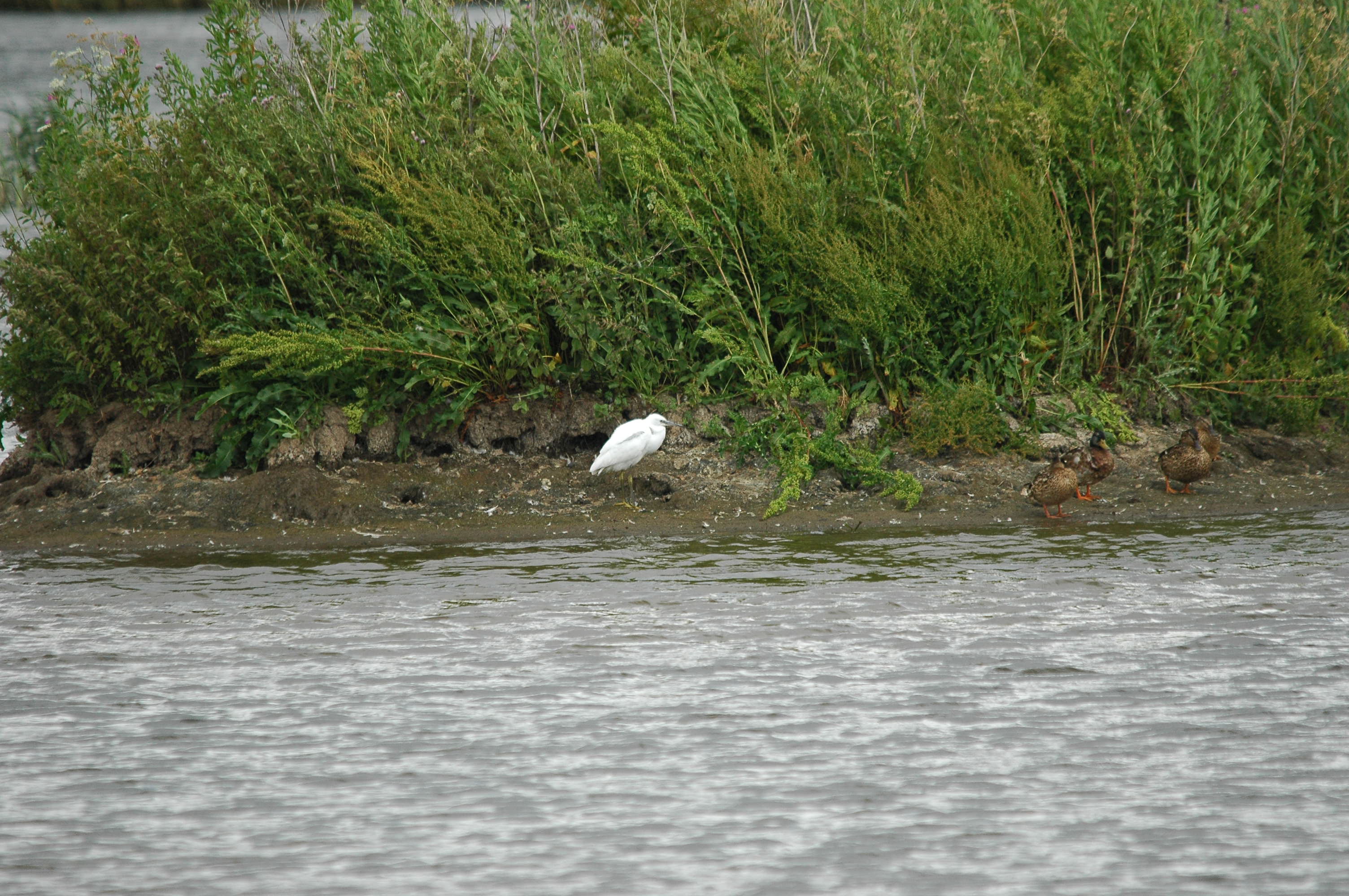 photos/wildlife/Bird_Species/021-Herons/0320-Little_Egret/dsc_2545.jpg