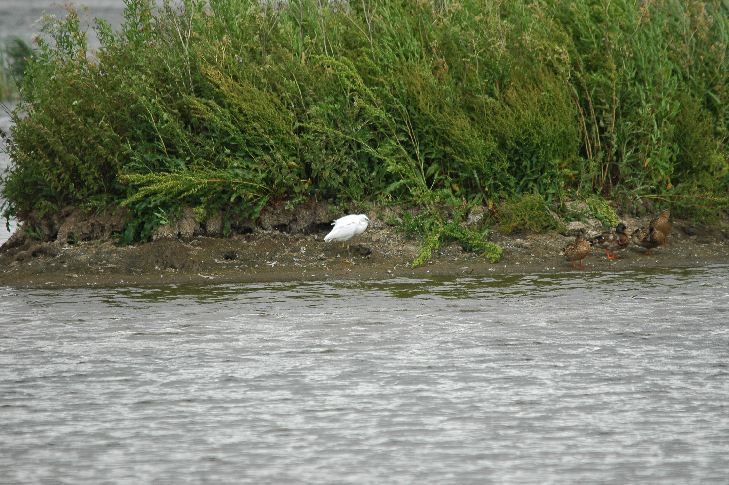 photos/wildlife/Bird_Species/021-Herons/0320-Little_Egret/dsc_2546.jpg