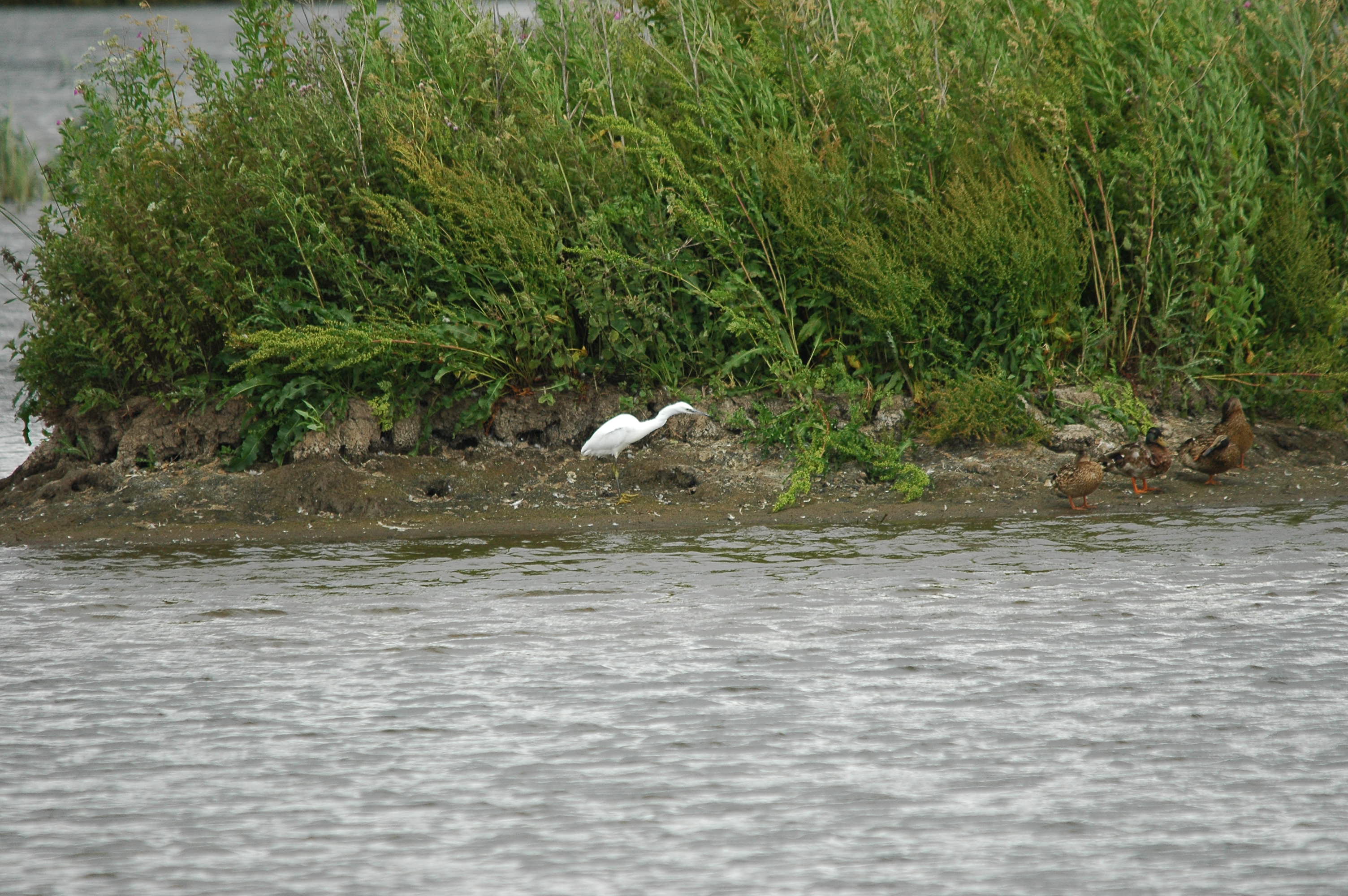 photos/wildlife/Bird_Species/021-Herons/0320-Little_Egret/dsc_2547.jpg