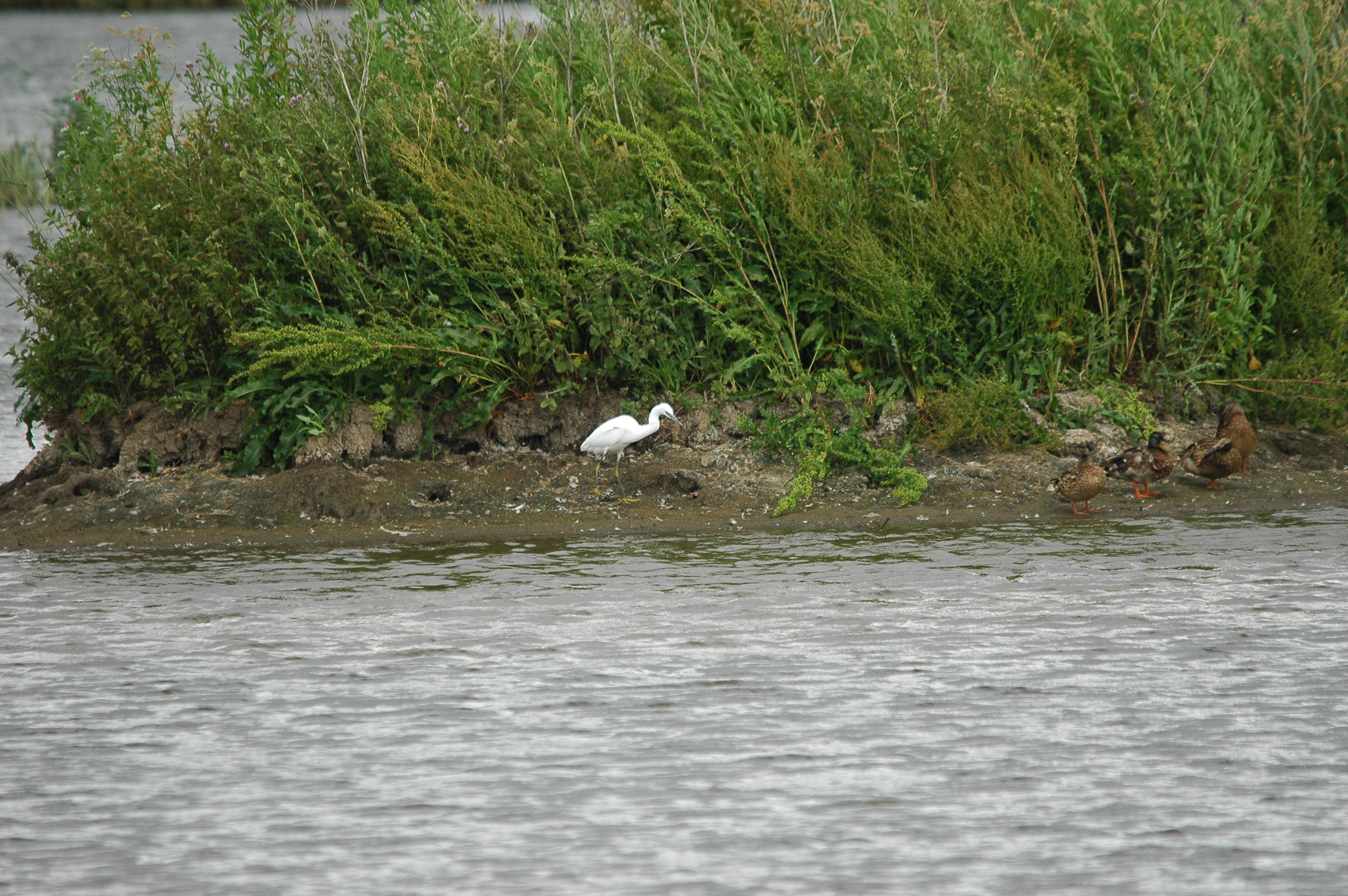photos/wildlife/Bird_Species/021-Herons/0320-Little_Egret/dsc_2548.jpg