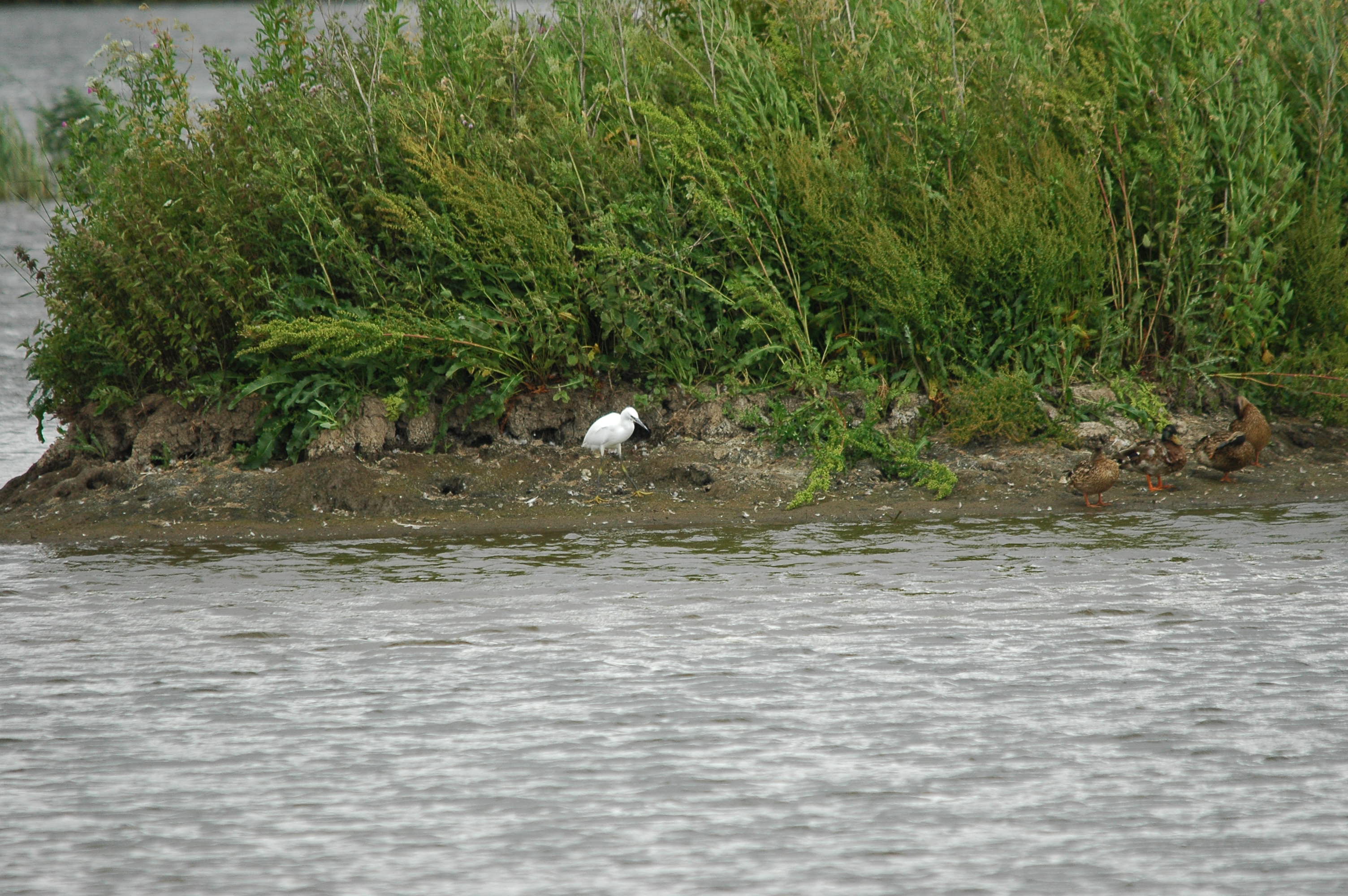 photos/wildlife/Bird_Species/021-Herons/0320-Little_Egret/dsc_2549.jpg