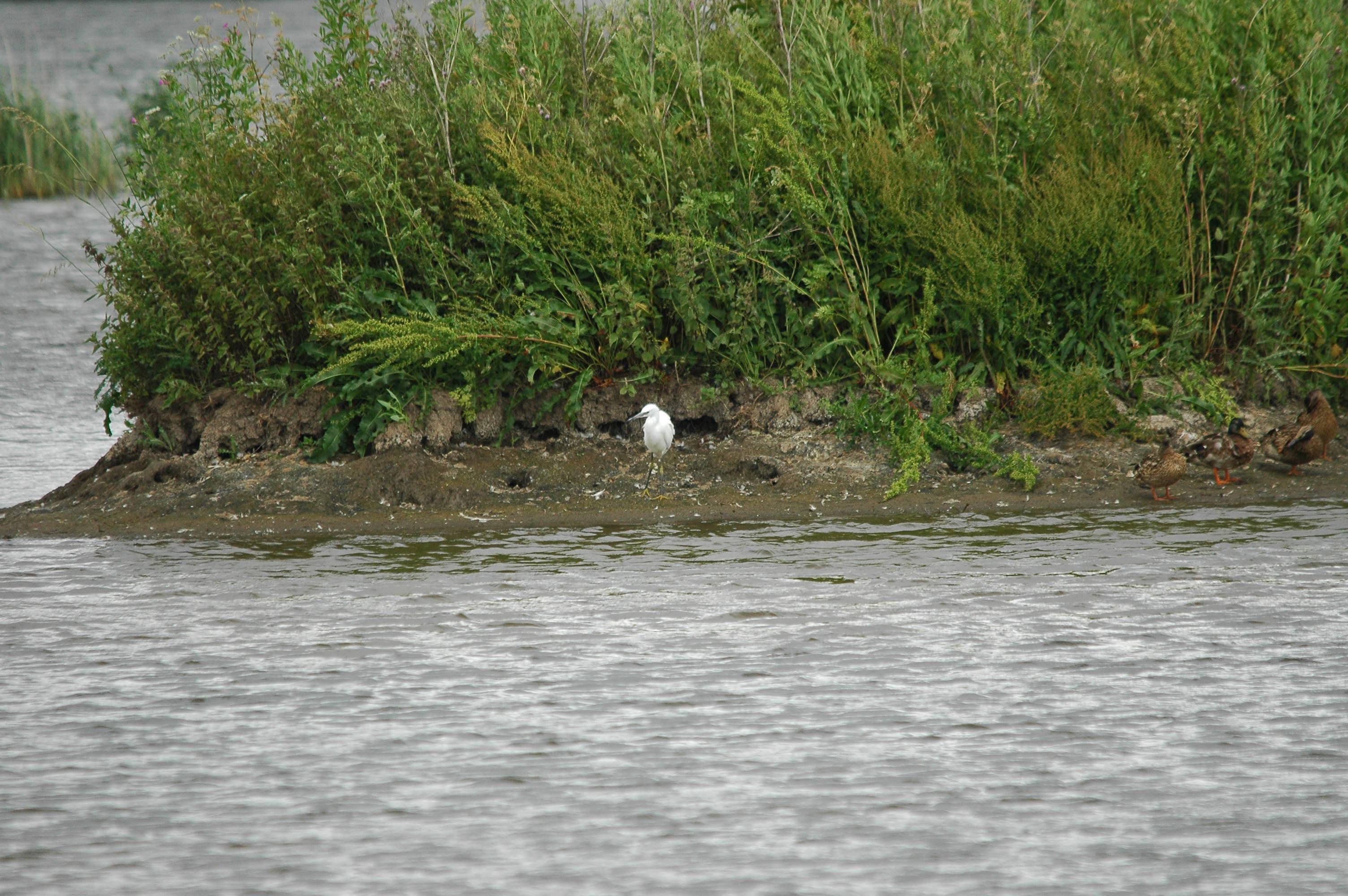 photos/wildlife/Bird_Species/021-Herons/0320-Little_Egret/dsc_2550.jpg