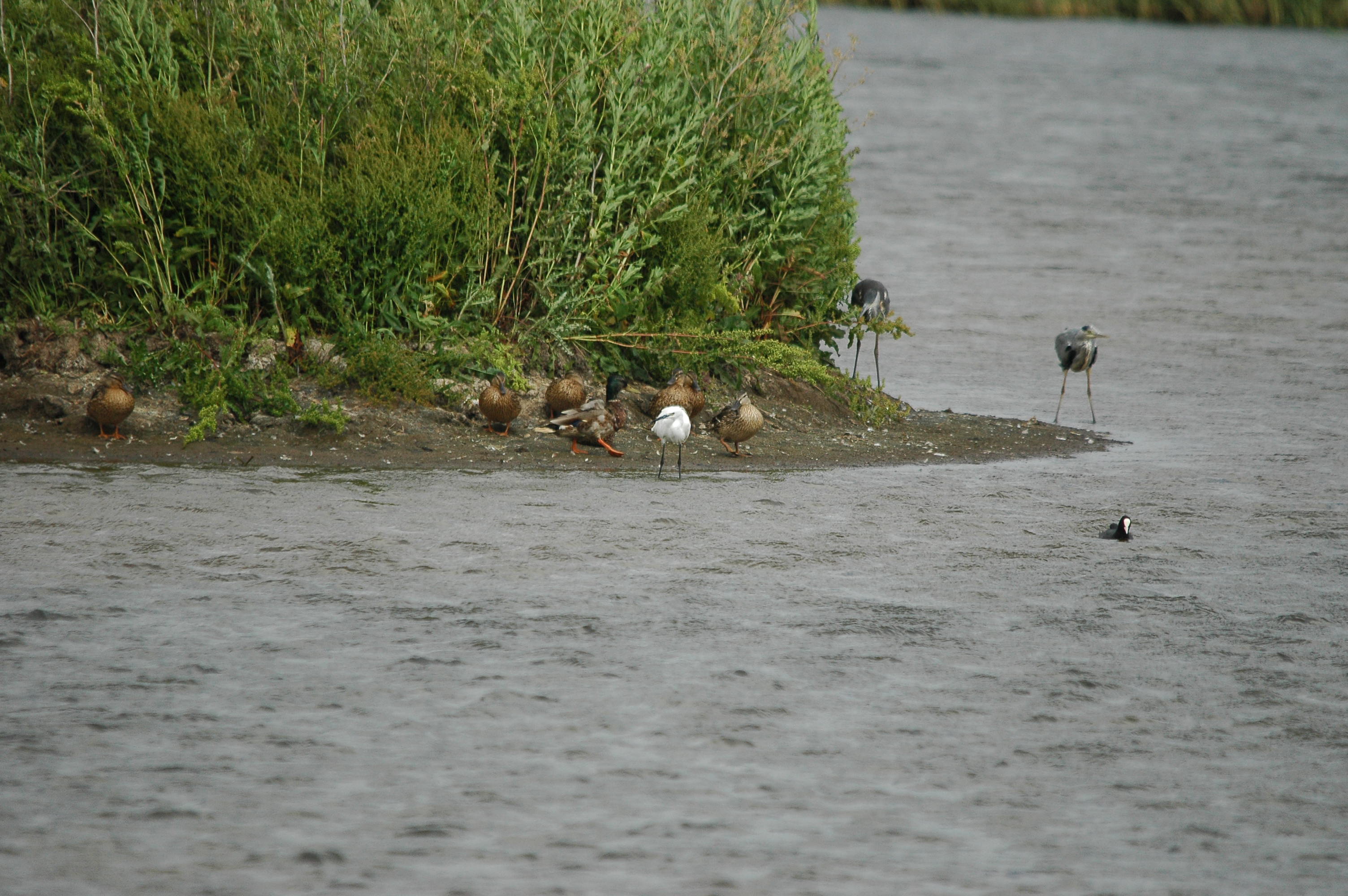 photos/wildlife/Bird_Species/021-Herons/0320-Little_Egret/dsc_2564.jpg