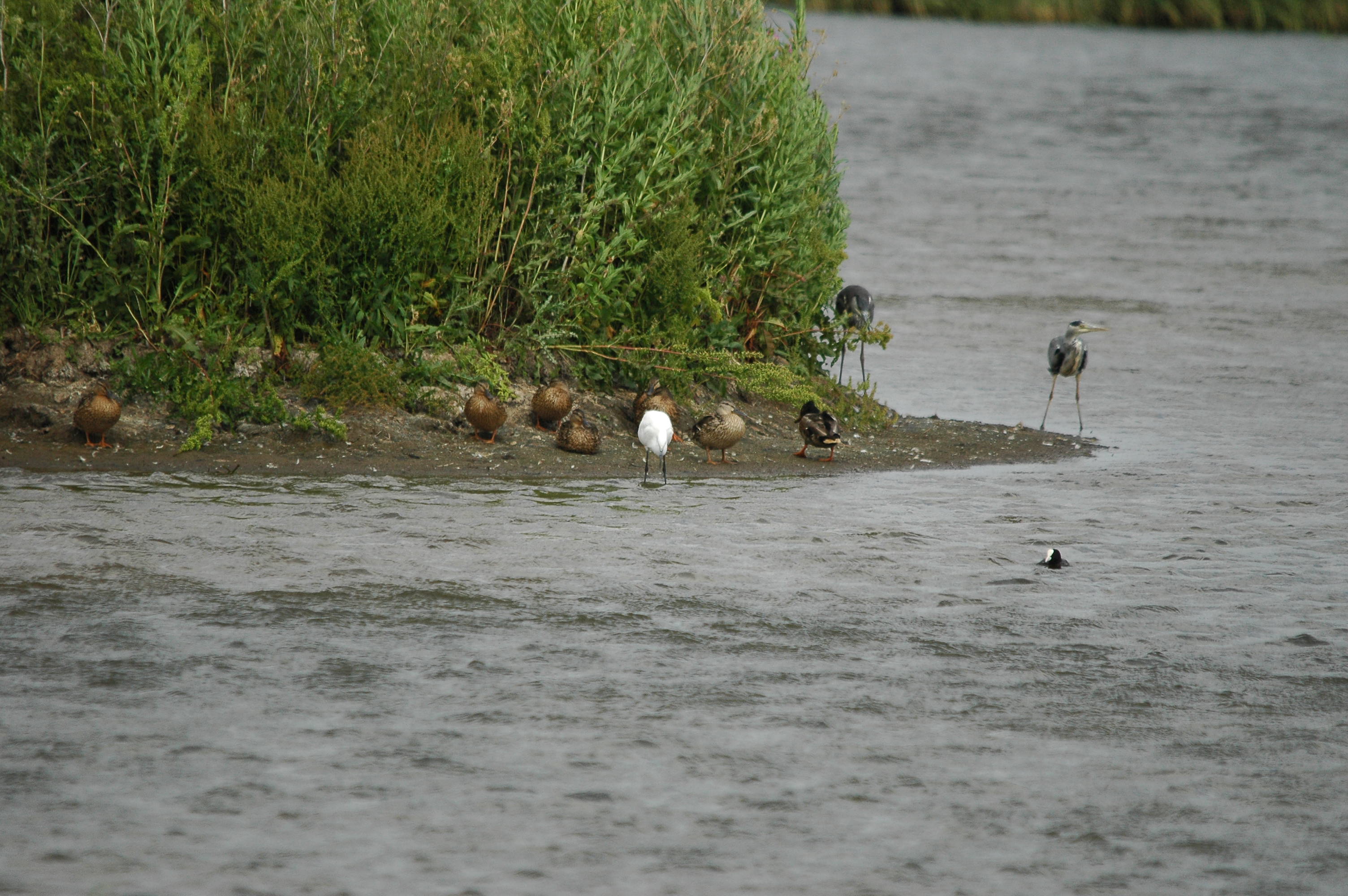photos/wildlife/Bird_Species/021-Herons/0320-Little_Egret/dsc_2565.jpg