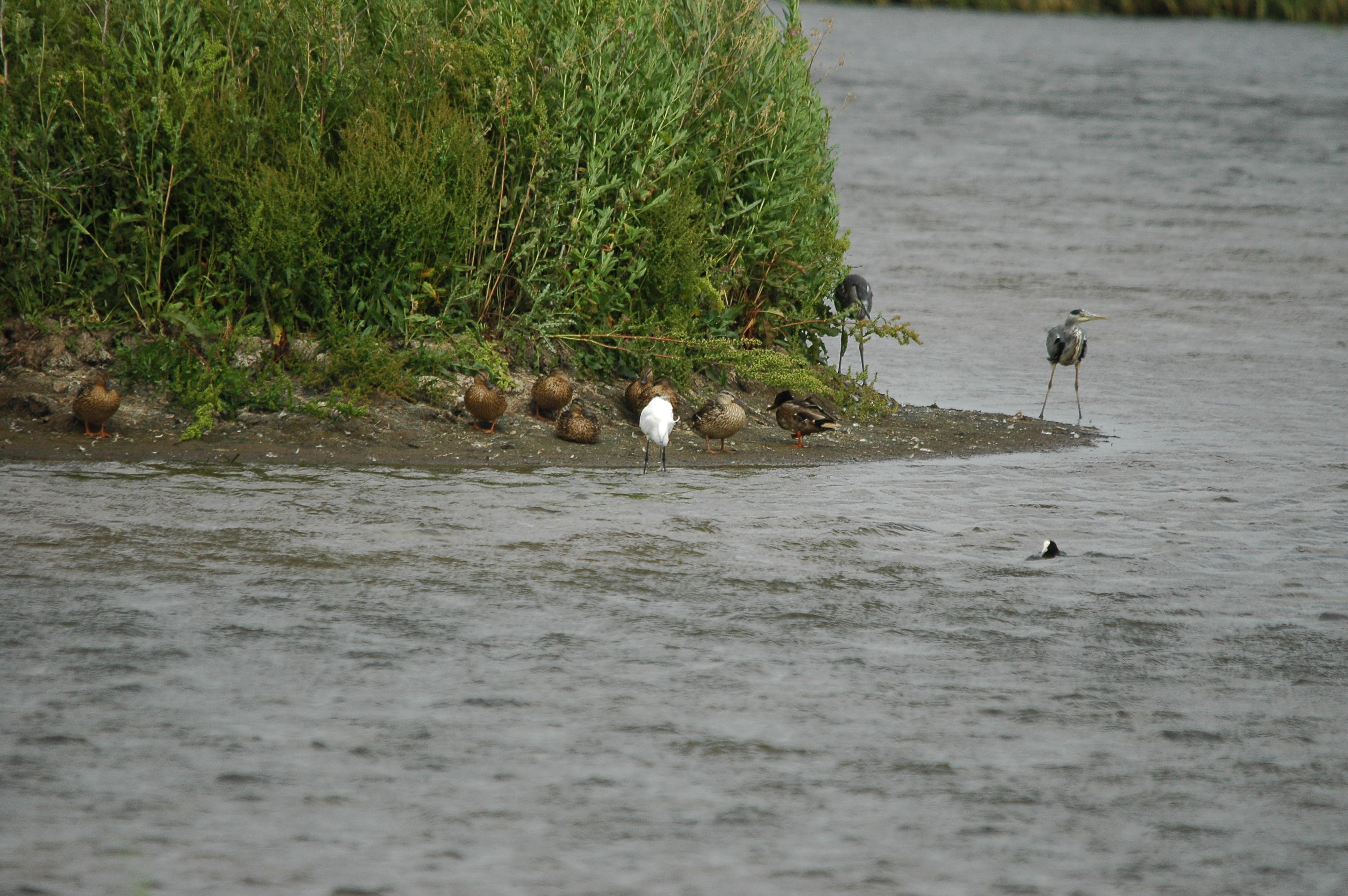 photos/wildlife/Bird_Species/021-Herons/0320-Little_Egret/dsc_2566.jpg