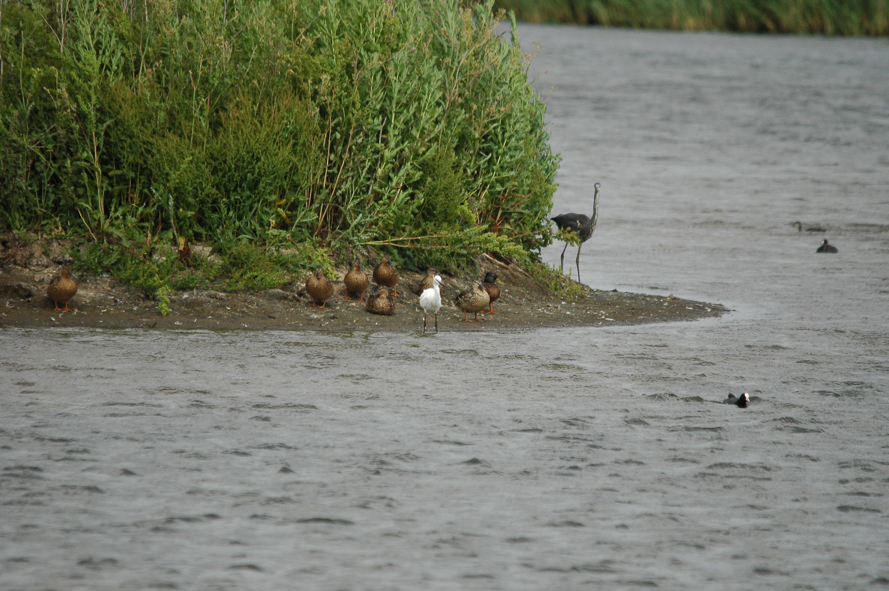 photos/wildlife/Bird_Species/021-Herons/0320-Little_Egret/dsc_2568.jpg