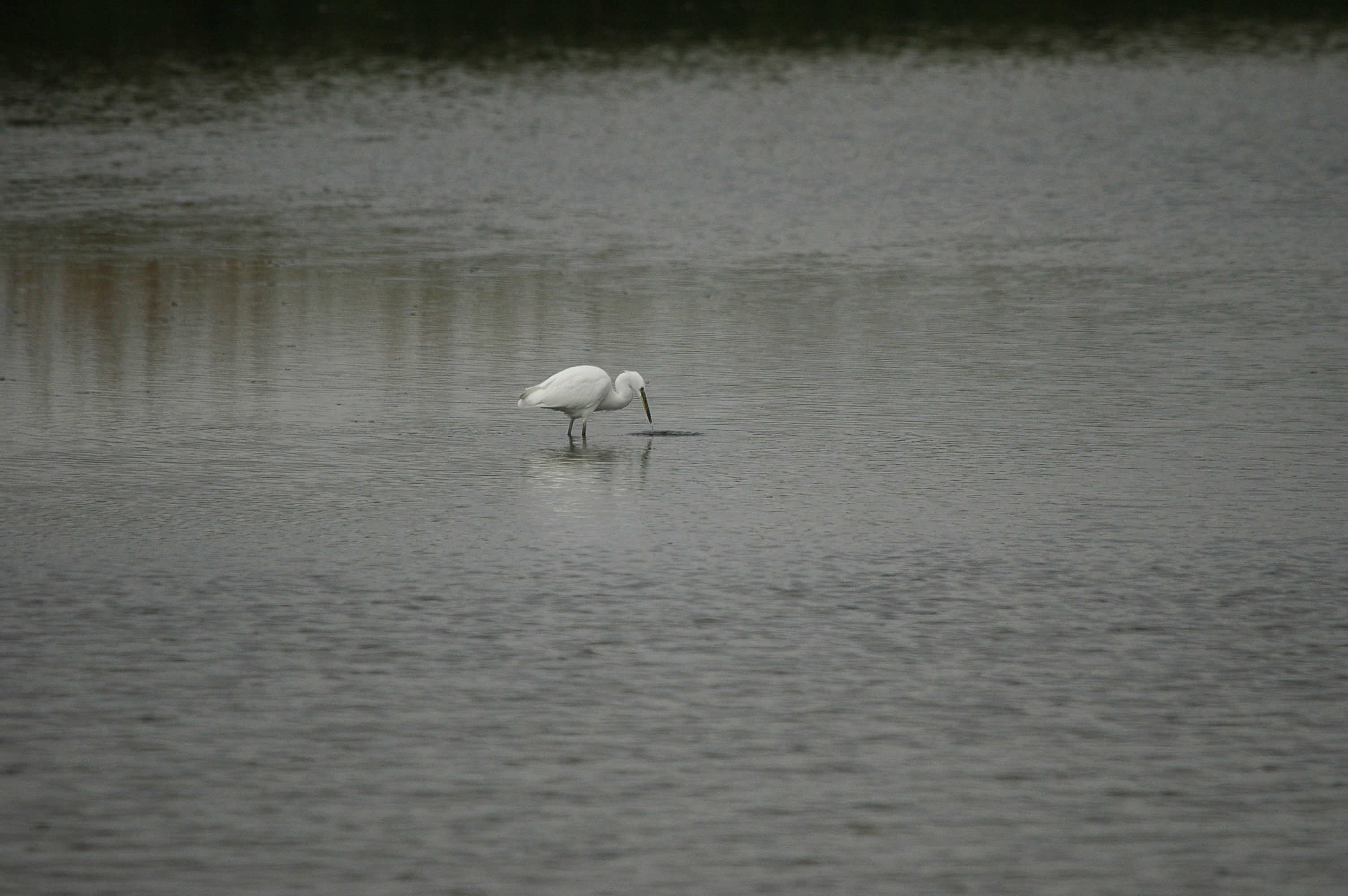 photos/wildlife/Bird_Species/021-Herons/0320-Little_Egret/dsc_2739.jpg