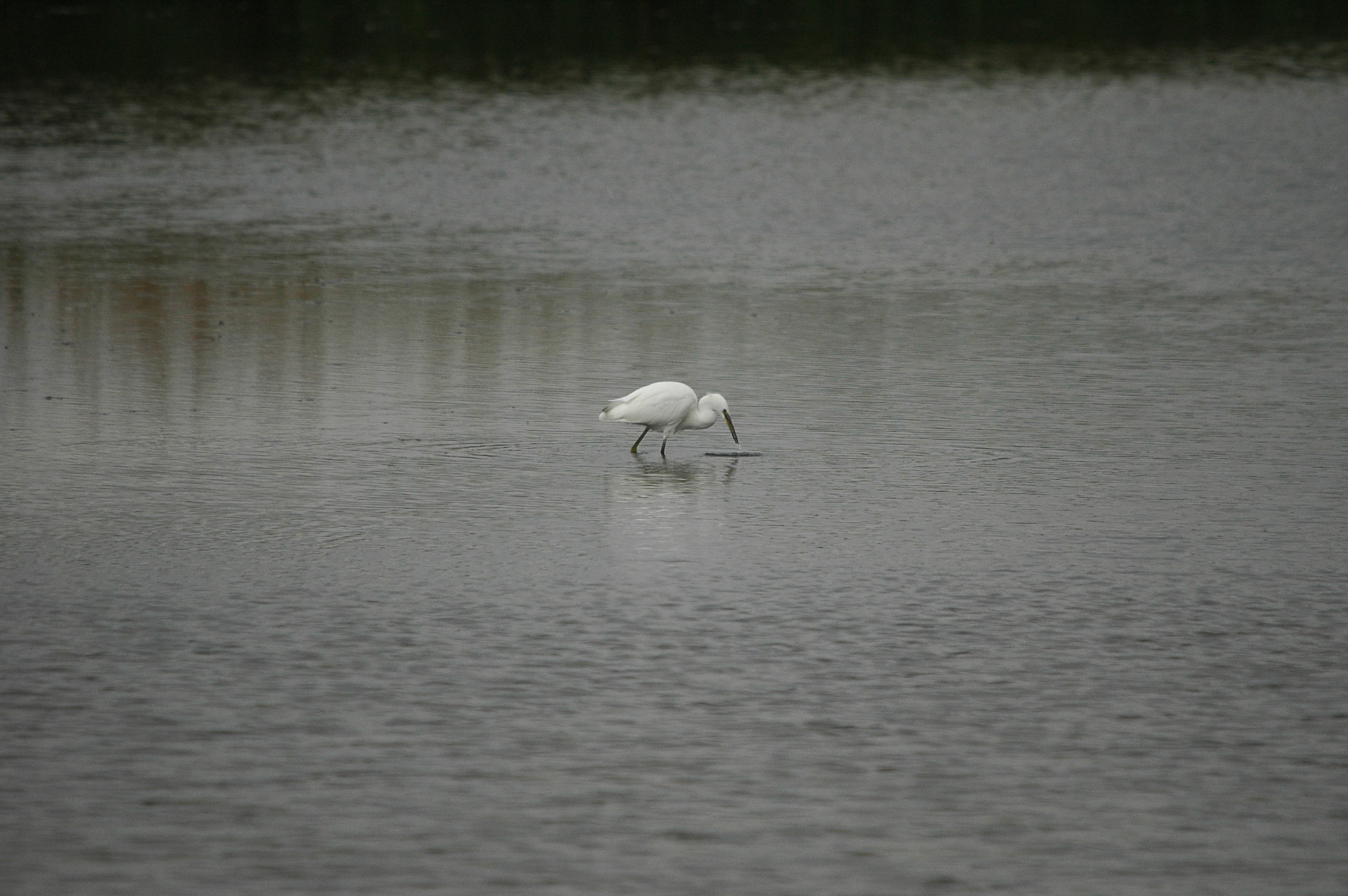 photos/wildlife/Bird_Species/021-Herons/0320-Little_Egret/dsc_2740.jpg