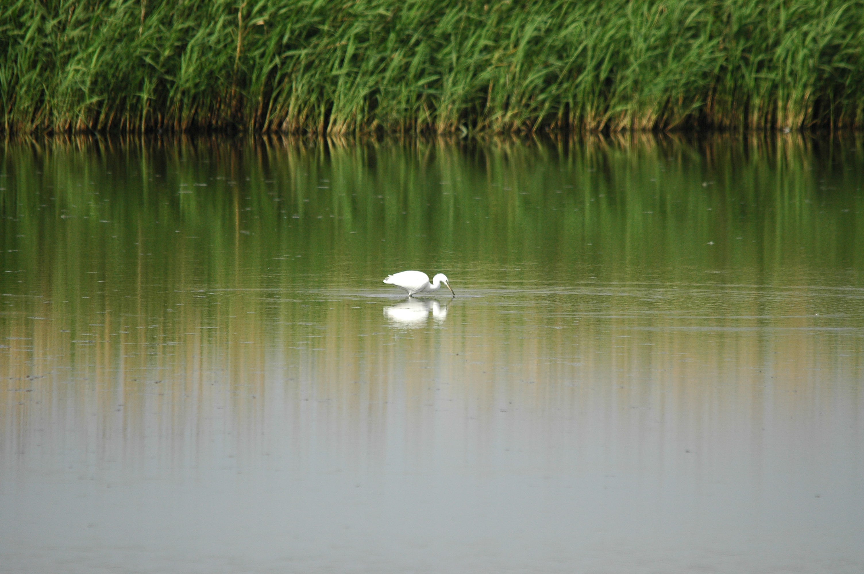 photos/wildlife/Bird_Species/021-Herons/0320-Little_Egret/dsc_2741.jpg