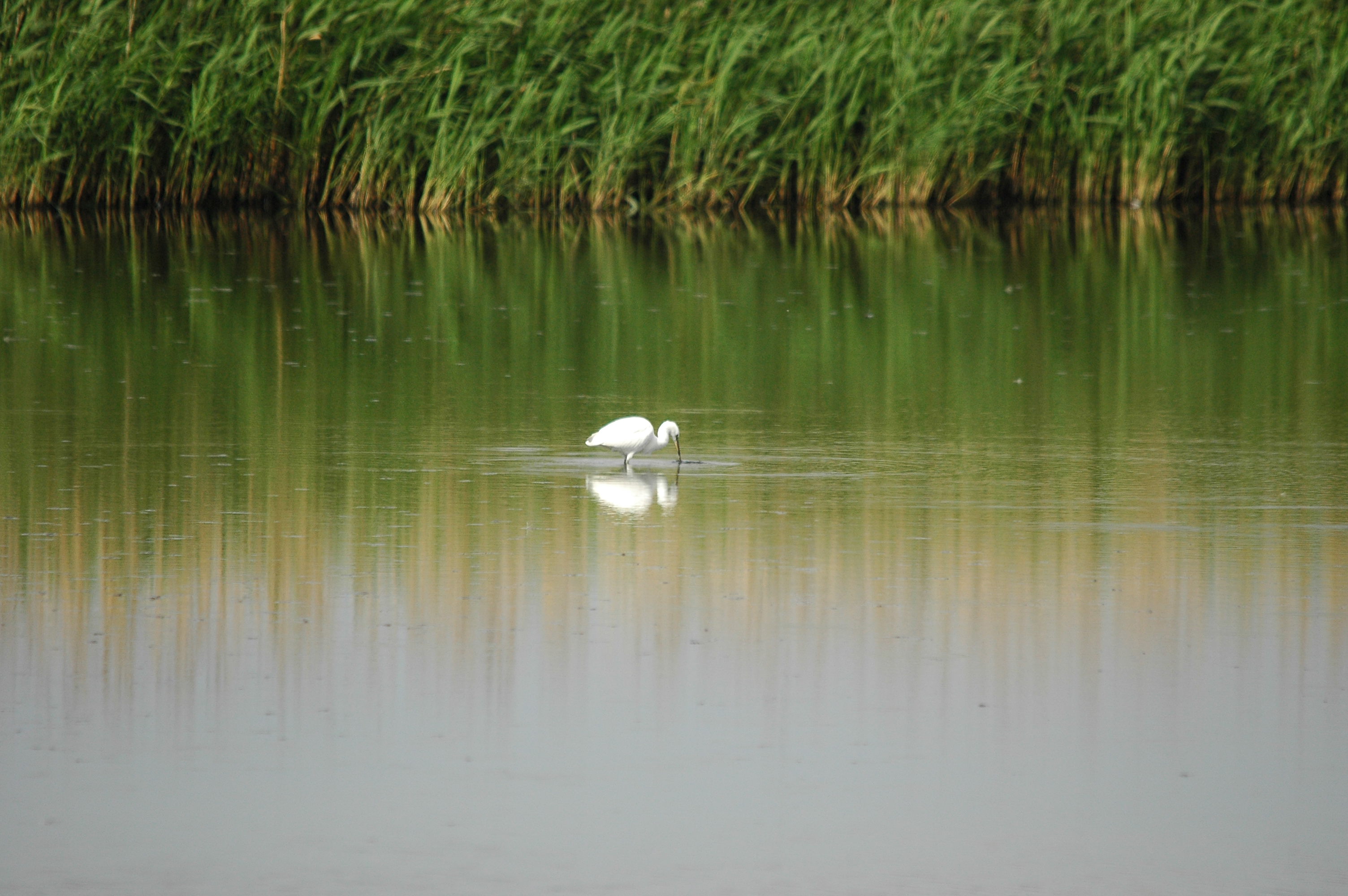 photos/wildlife/Bird_Species/021-Herons/0320-Little_Egret/dsc_2742.jpg