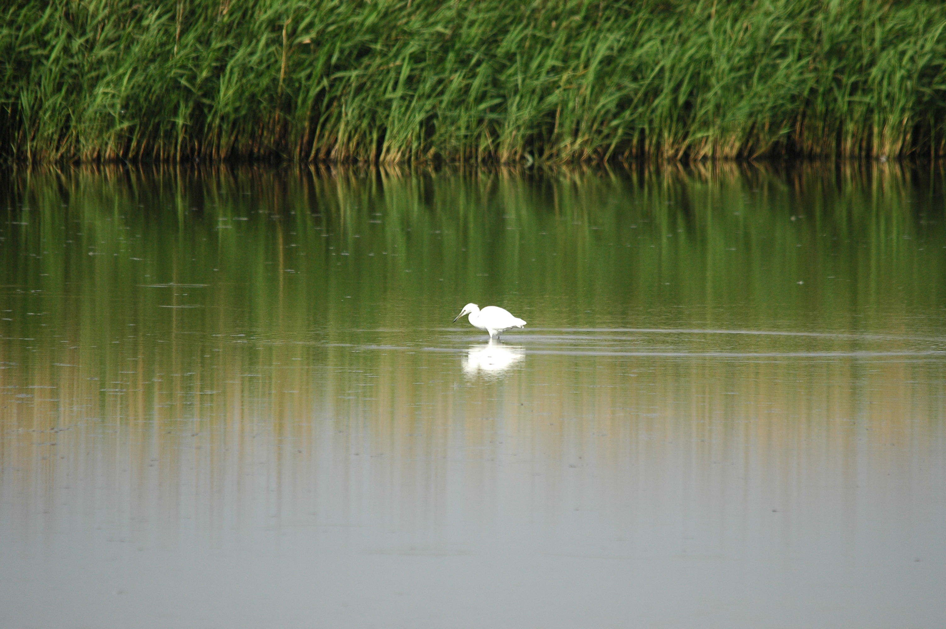 photos/wildlife/Bird_Species/021-Herons/0320-Little_Egret/dsc_2743.jpg