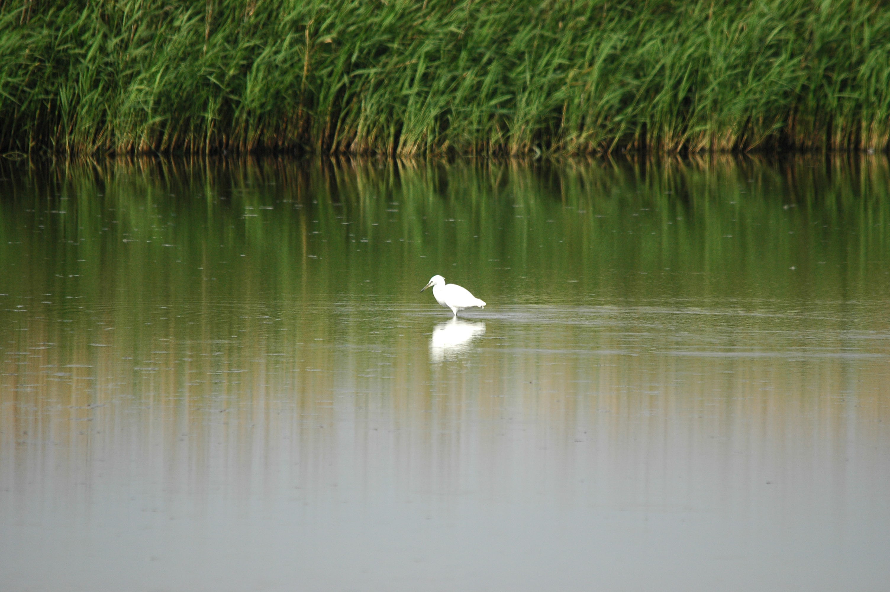 photos/wildlife/Bird_Species/021-Herons/0320-Little_Egret/dsc_2744.jpg