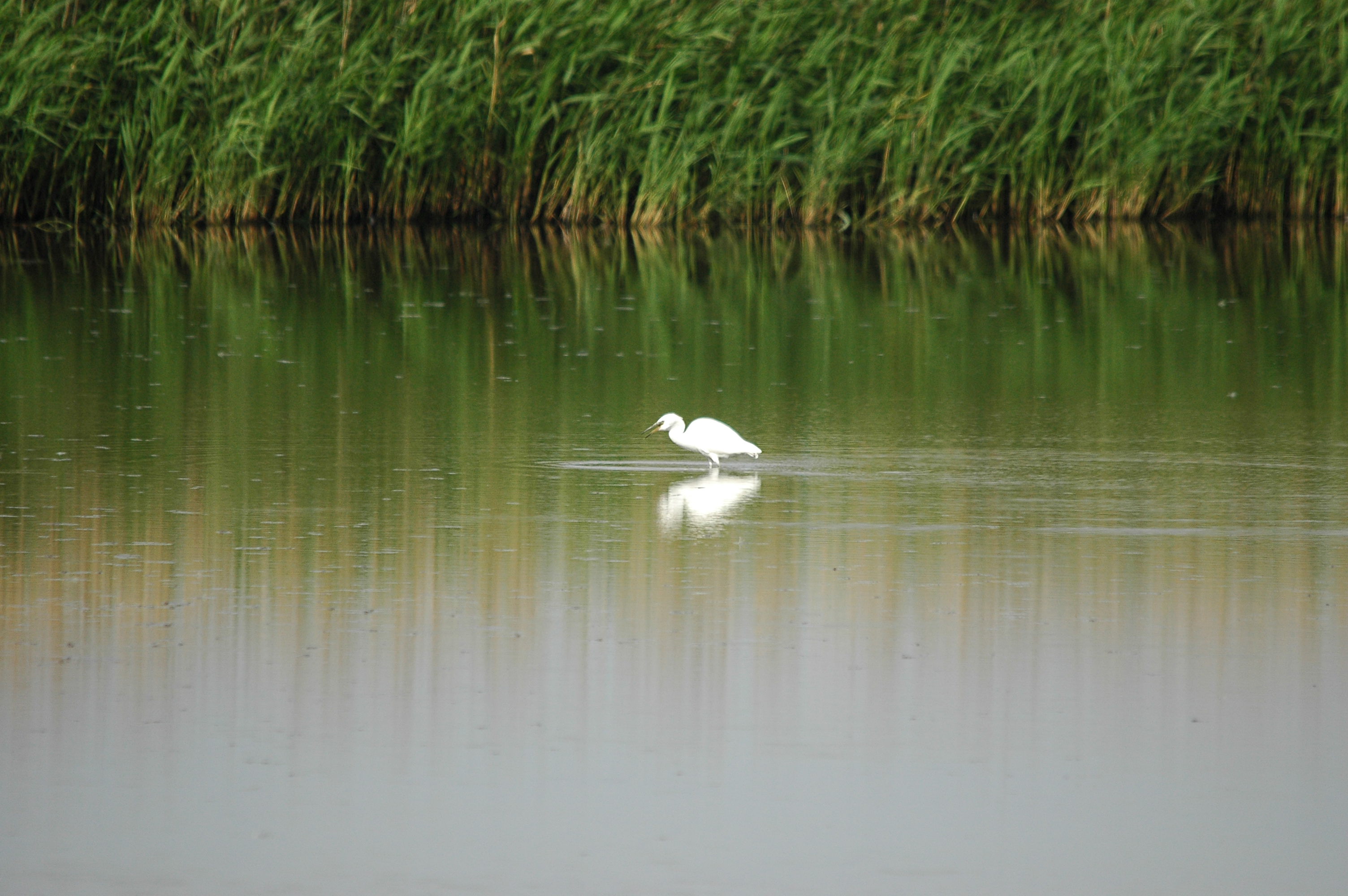 photos/wildlife/Bird_Species/021-Herons/0320-Little_Egret/dsc_2745.jpg