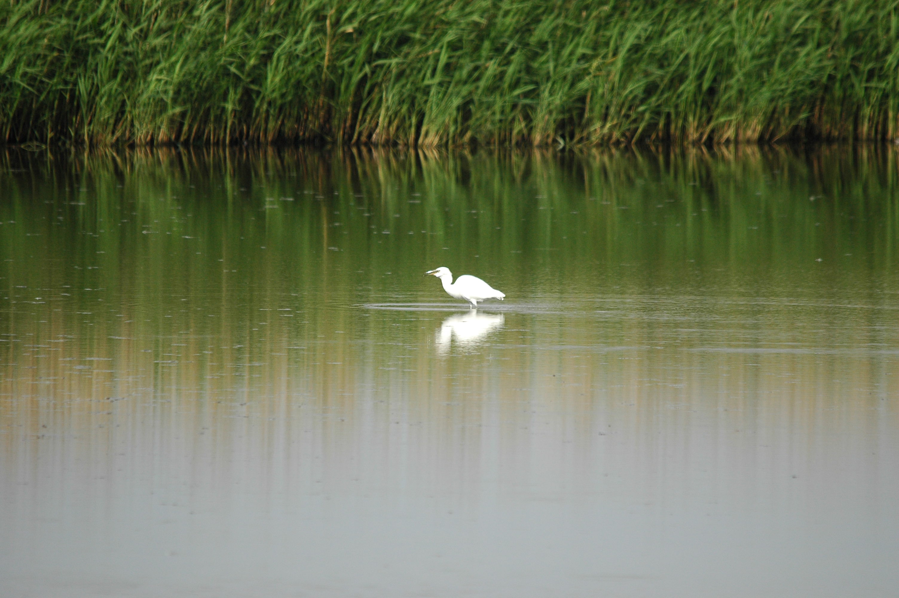 photos/wildlife/Bird_Species/021-Herons/0320-Little_Egret/dsc_2746.jpg