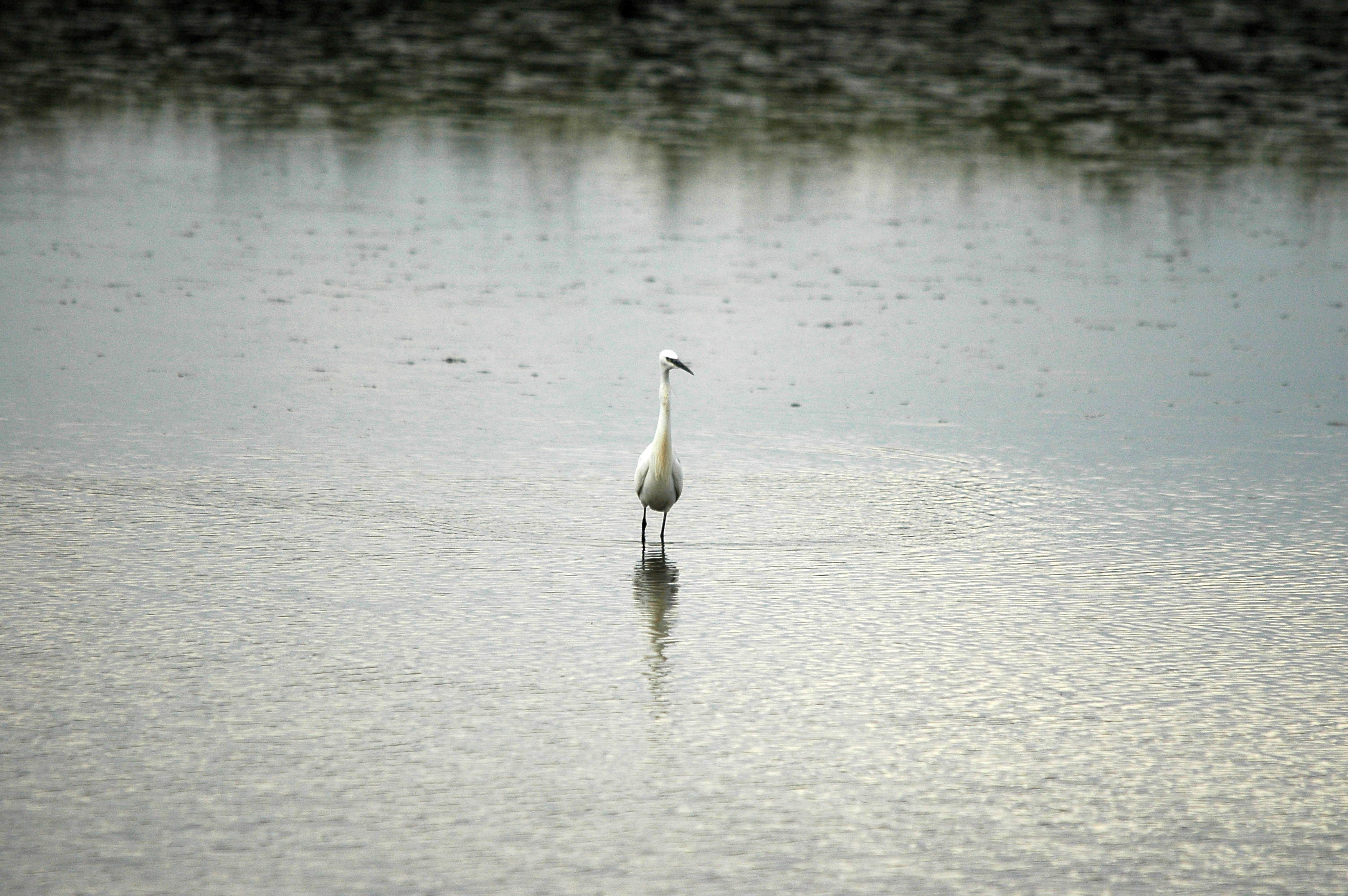 photos/wildlife/Bird_Species/021-Herons/0320-Little_Egret/dsc_2760.jpg