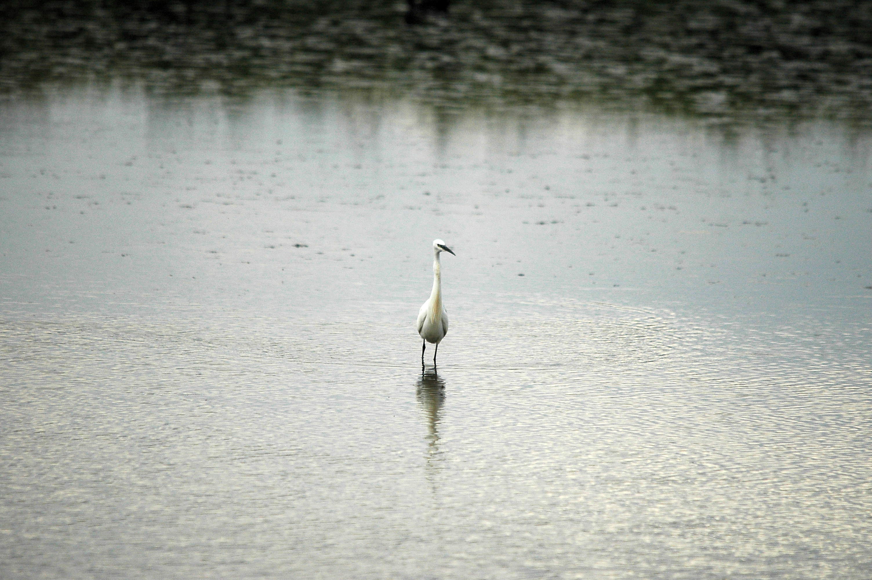 photos/wildlife/Bird_Species/021-Herons/0320-Little_Egret/dsc_2761.jpg